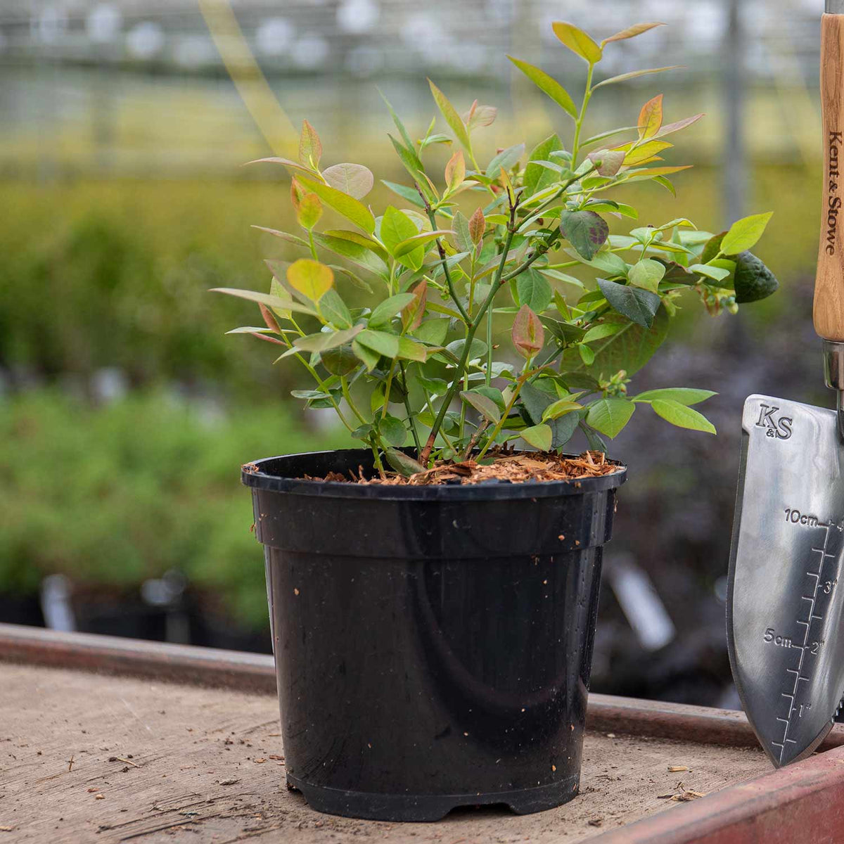 Blueberry 'Bluecrop' 1 Ltr Plant Buy Blueberry Plants Online