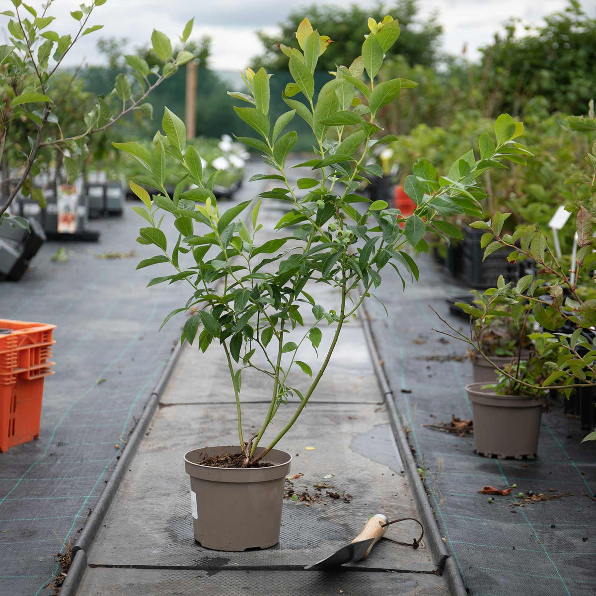 Blueberry 'Duke' 2Ltr Potted Plant Buy Blueberry Plants Online