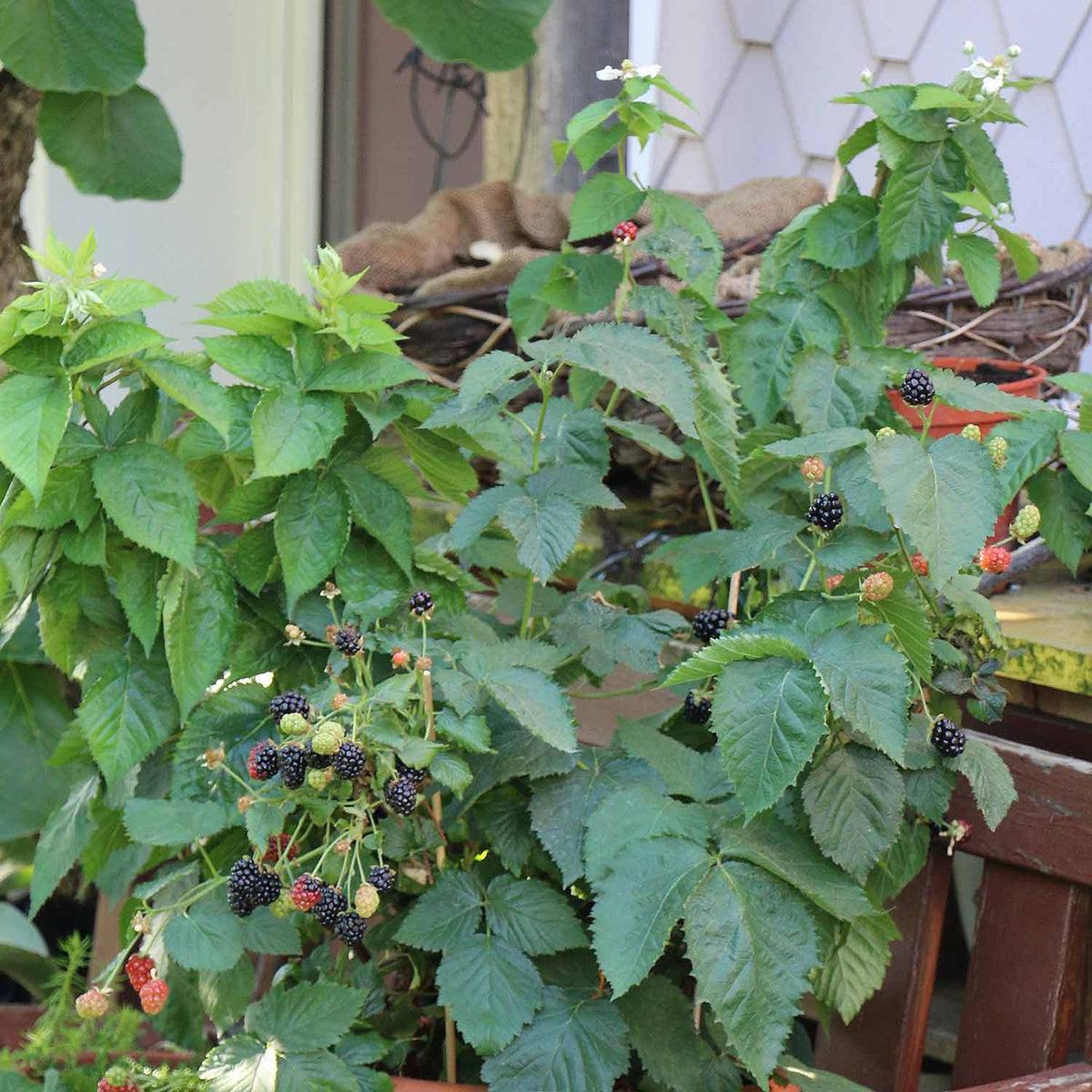 Blackberry 'Coolaris Patio Black' 9cm Buy Blackberry Plants Online