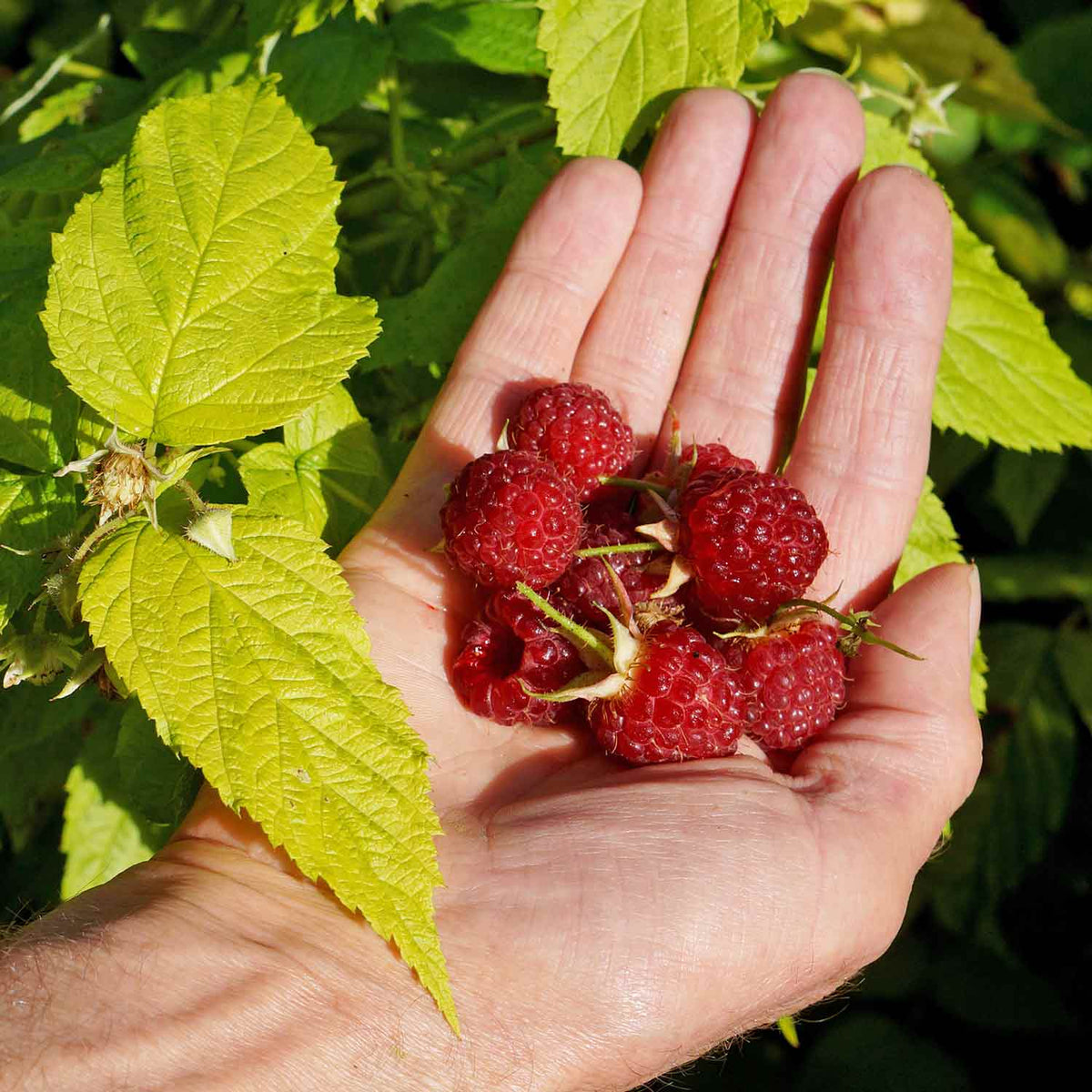 Raspberry 'Groovy' 1 x 9cm Buy Raspberry Plants Online Raspberry