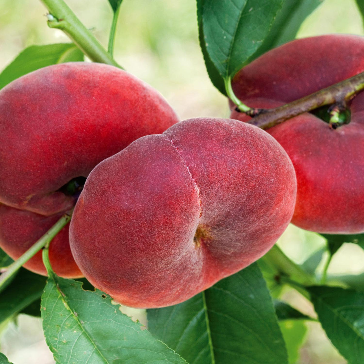 Nectarine Tree Flat Doughtnut Shaped x1 Buy Nectarine Tree Online Nectarine Tree for