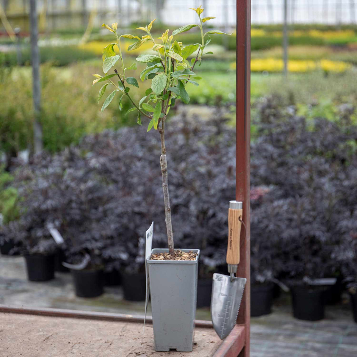 Opal Apple Seedlings