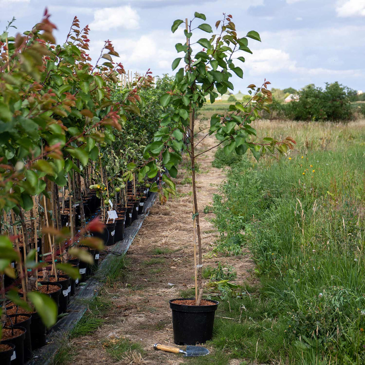 Apricot Moorpark 10Ltr Potted Tree Buy Apricot Trees Online Apricot Trees for Sale