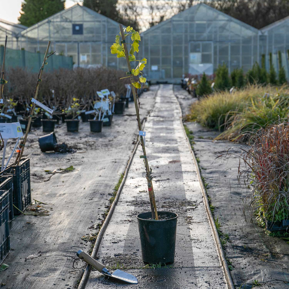 Grape Vine 'Regent' 3ltr Potted Plant Buy Grape Plants Online