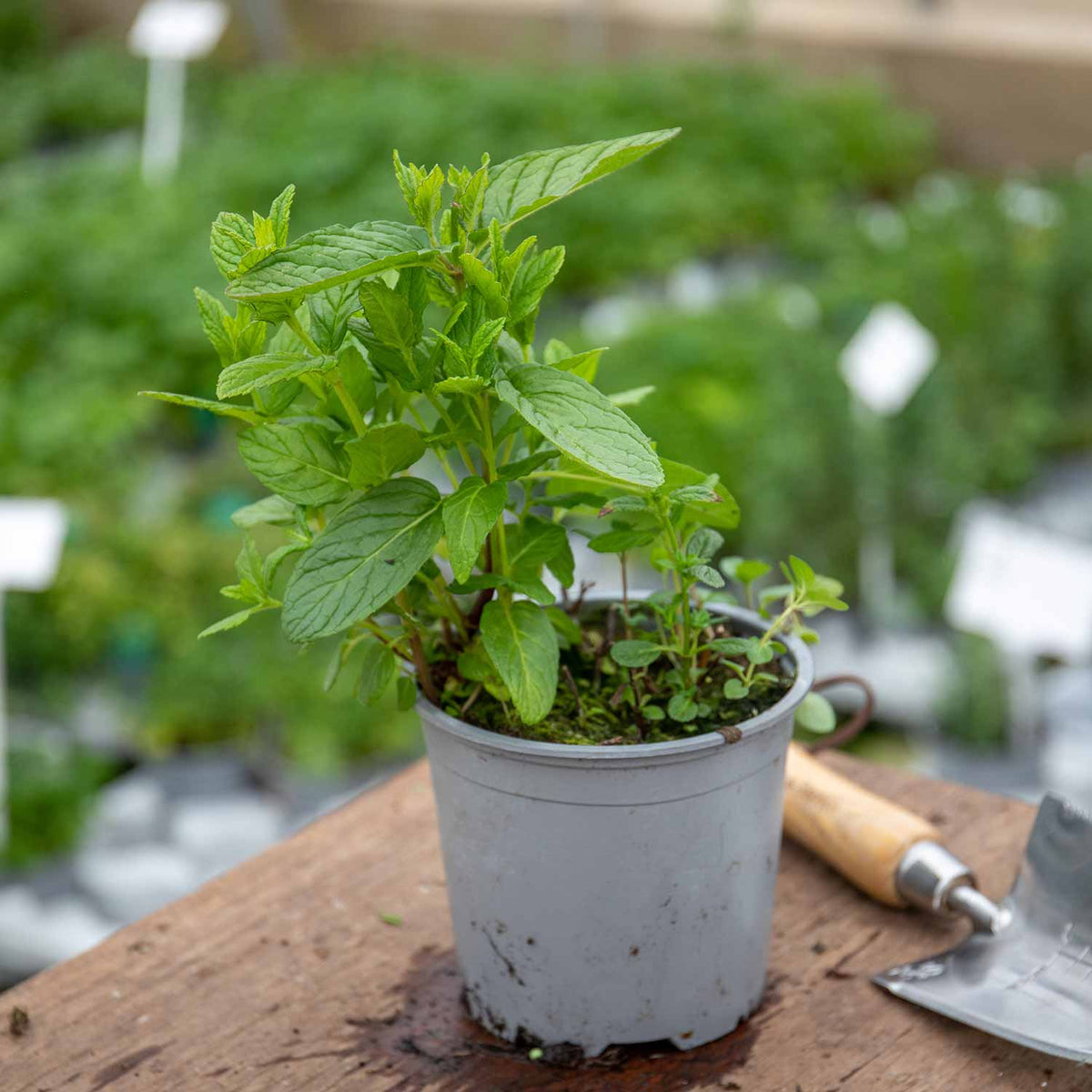 Mint 'Spearmint' 1L Plant Buy Mint Plants Online Mint Plants for