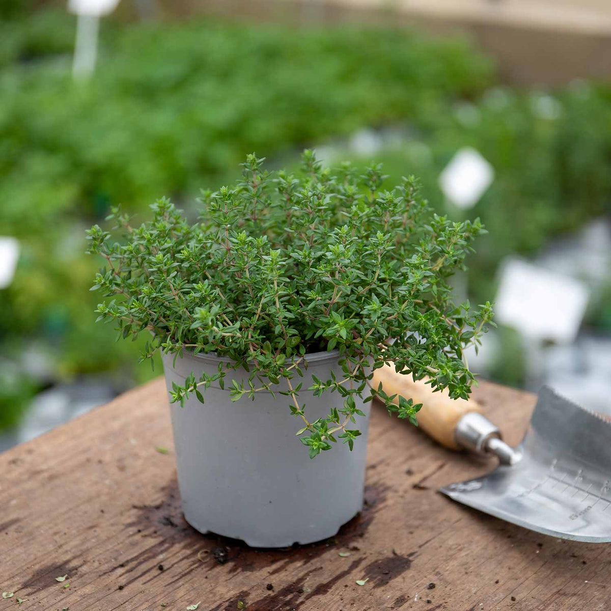 Common Thyme 1L Plant Buy Thyme Plants Online Thyme Plants for