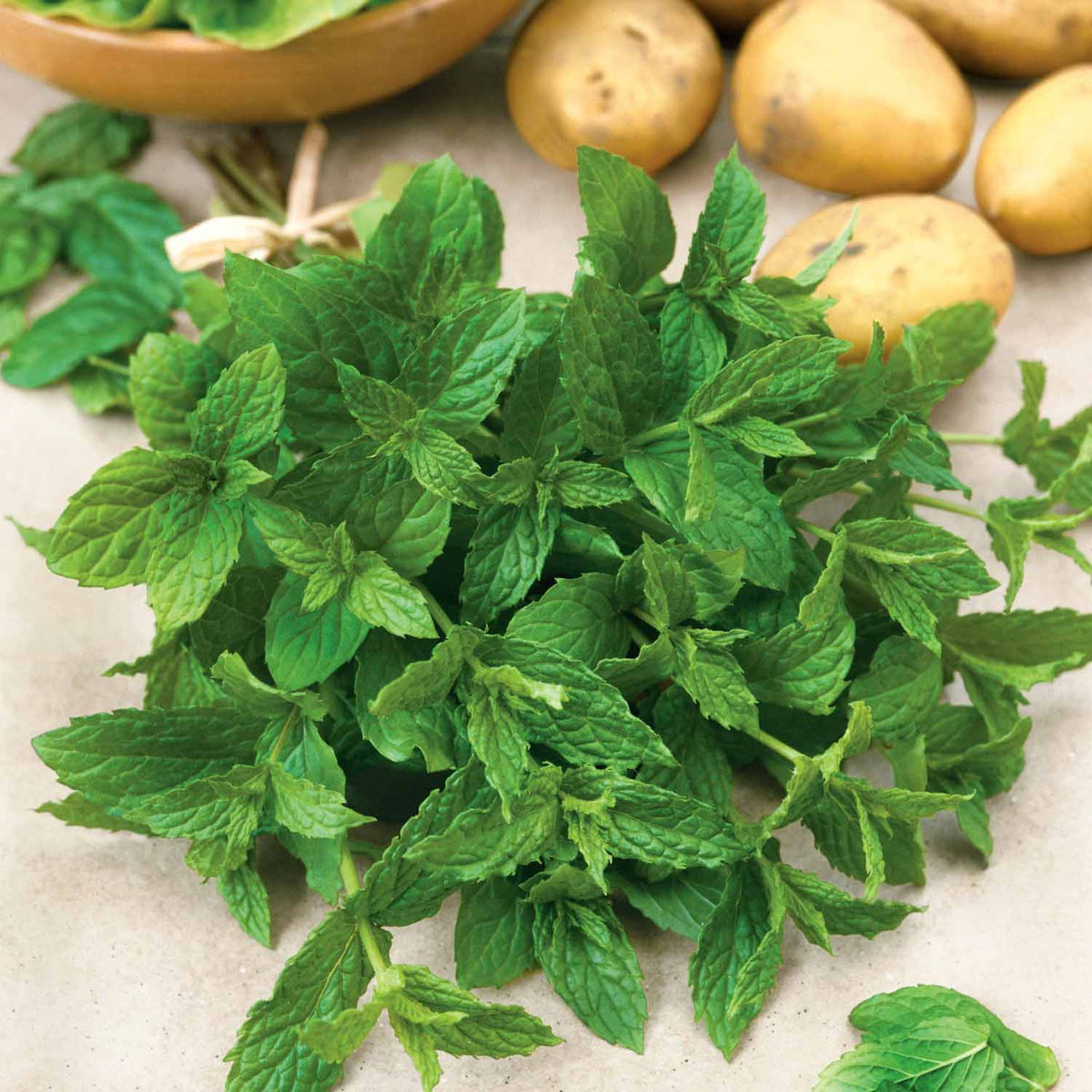 Mint Peppermint Plants Mid April Despatch Buy Mint Plants Online