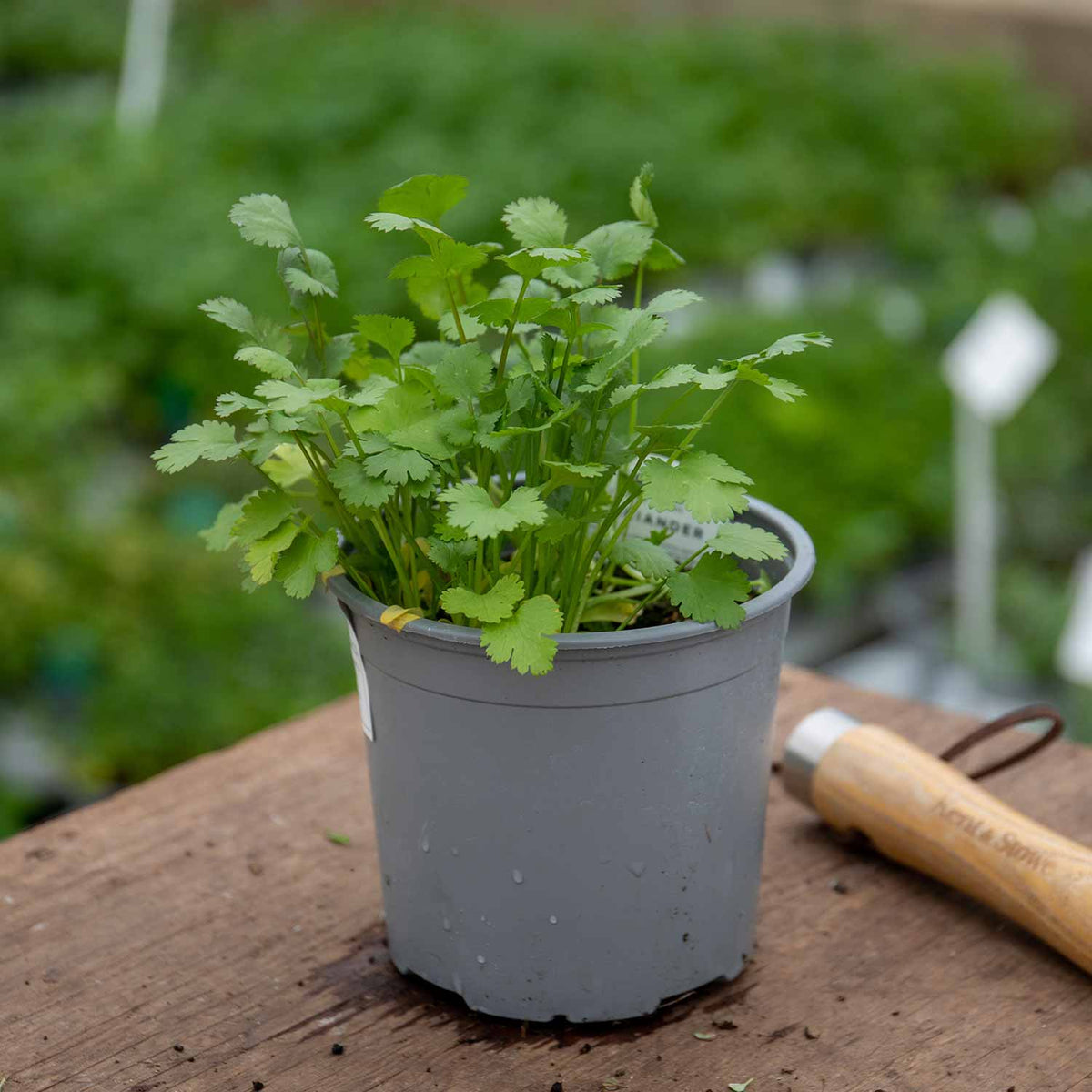 Coriander 1L Plant Buy Coriander Plants Online Coriander Plants
