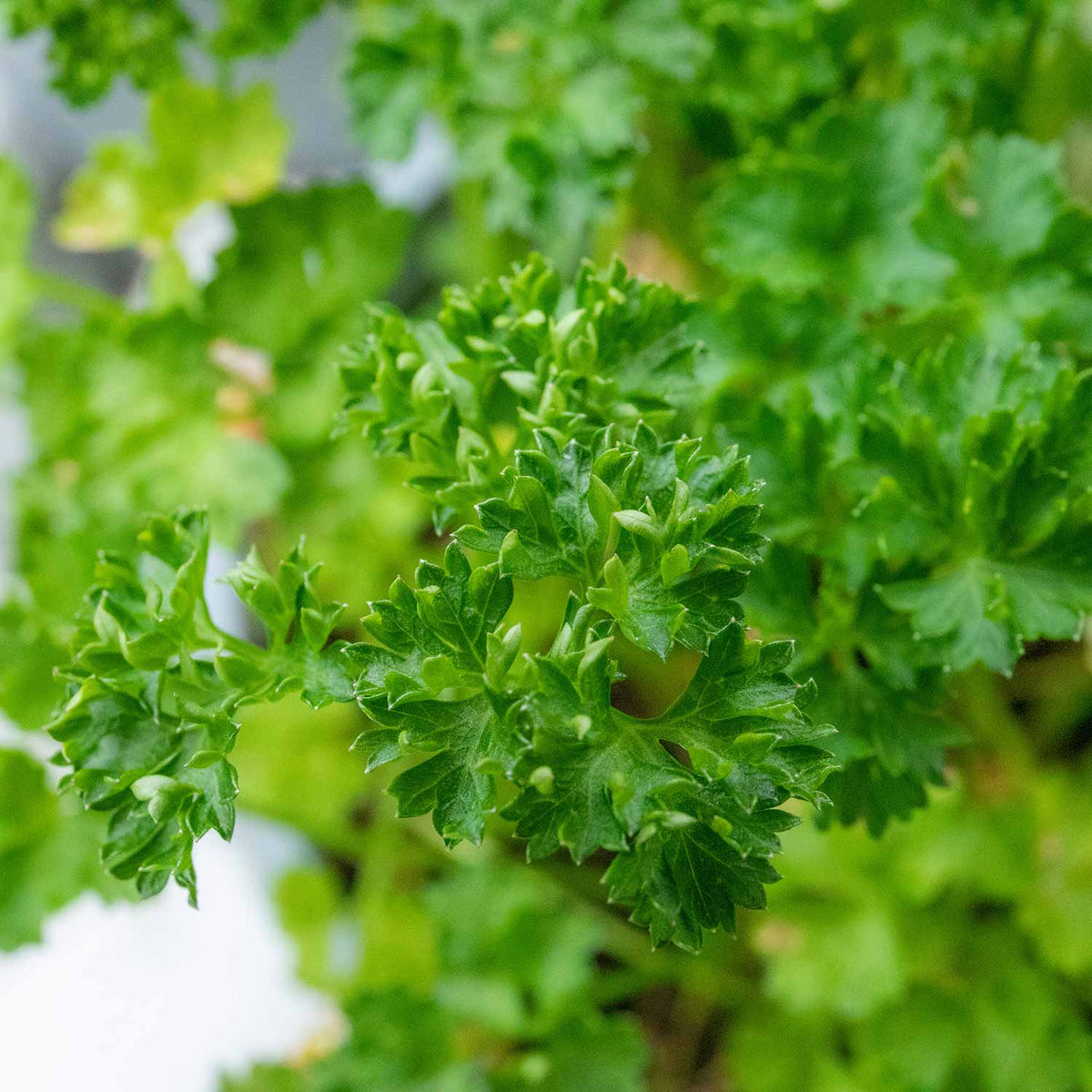Parsley Moss Curled Mid April Despatch Buy Parsley Plants Online