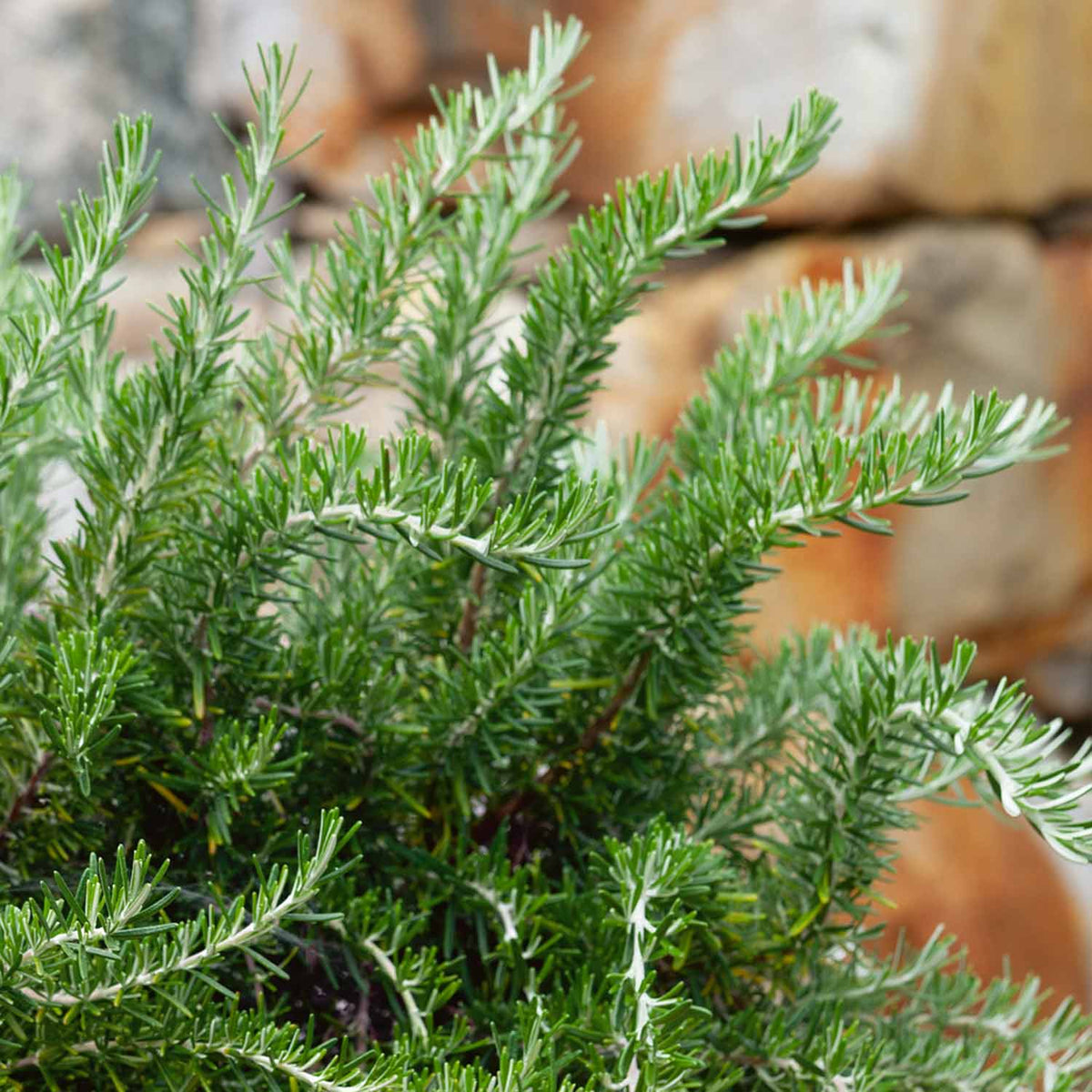Rosemary 'Prostratus' 1L Plant Buy Rosemary Plants Online