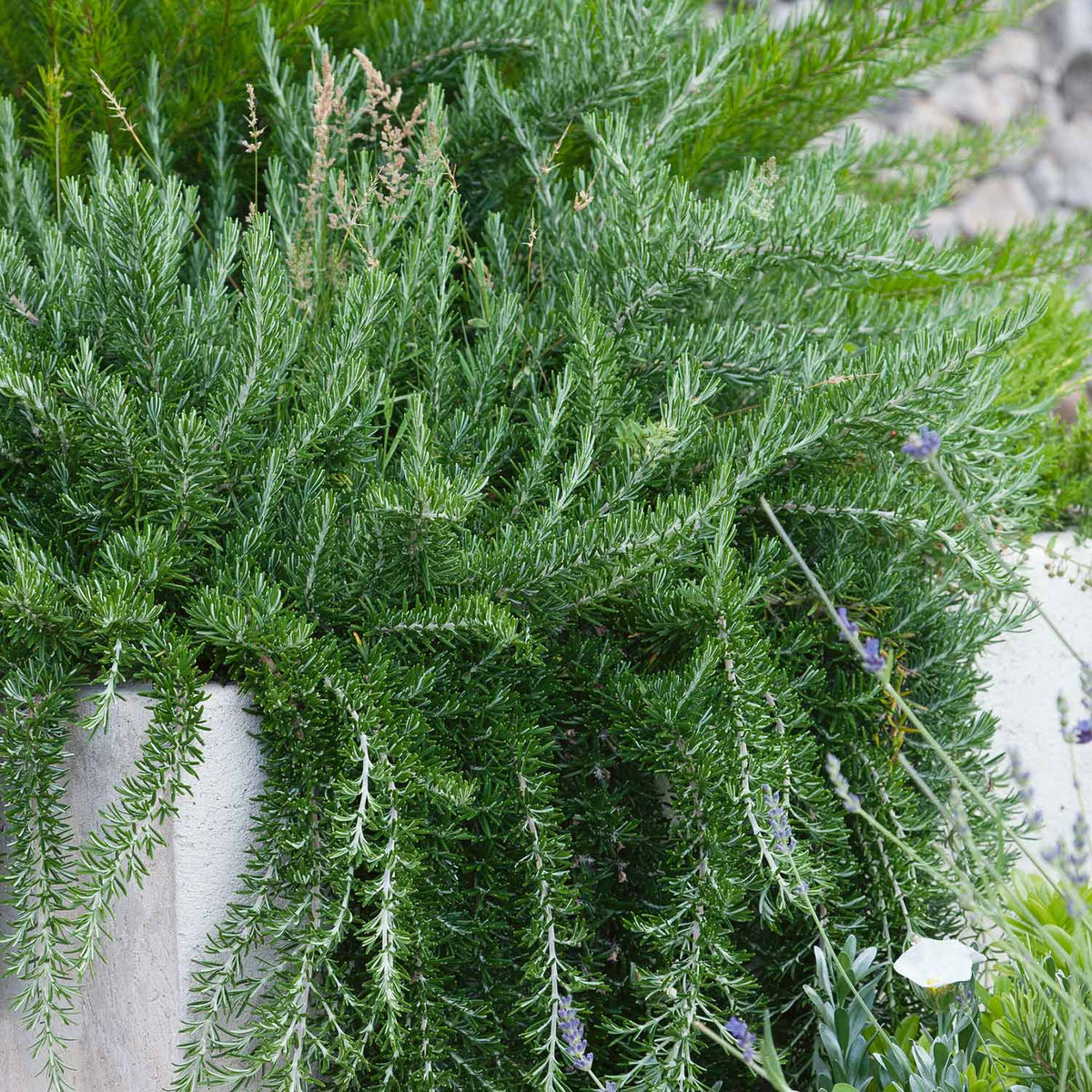Rosemary 'Prostratus' 1L Plant Buy Rosemary Plants Online