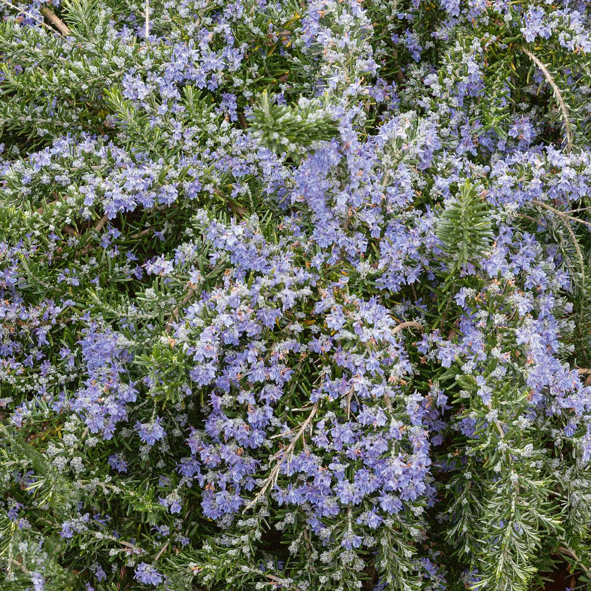 Rosemary 'Prostratus' 1L Plant Buy Rosemary Plants Online