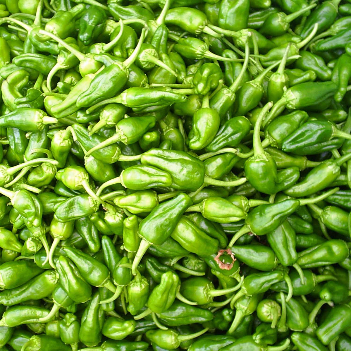 Chilli Pepper 'Padron' 9cm Plants Late May Despatch Buy Chilli