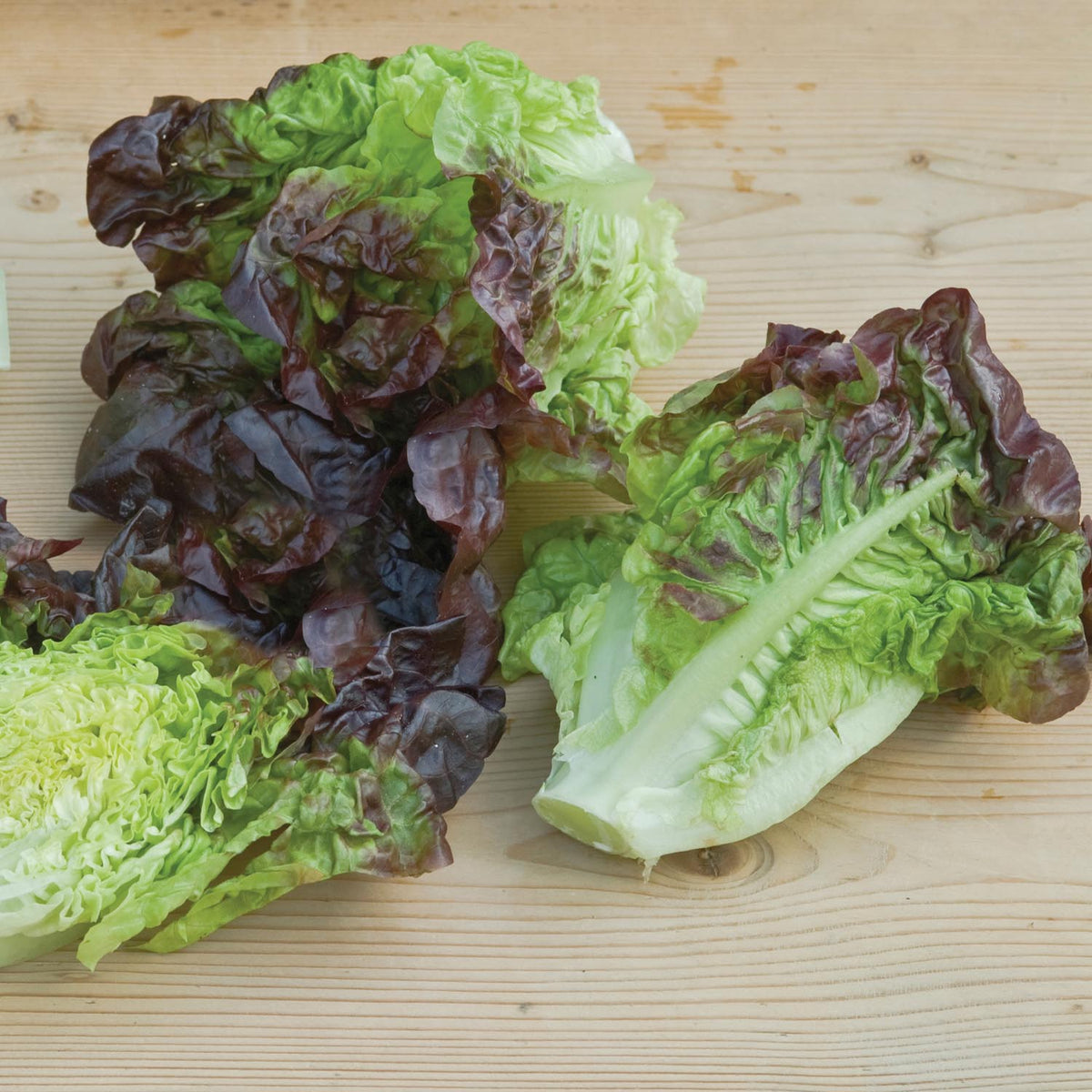 Lettuce 'Red Gem Amaze' 12 Plants Mid April Despatch Buy Lettuce
