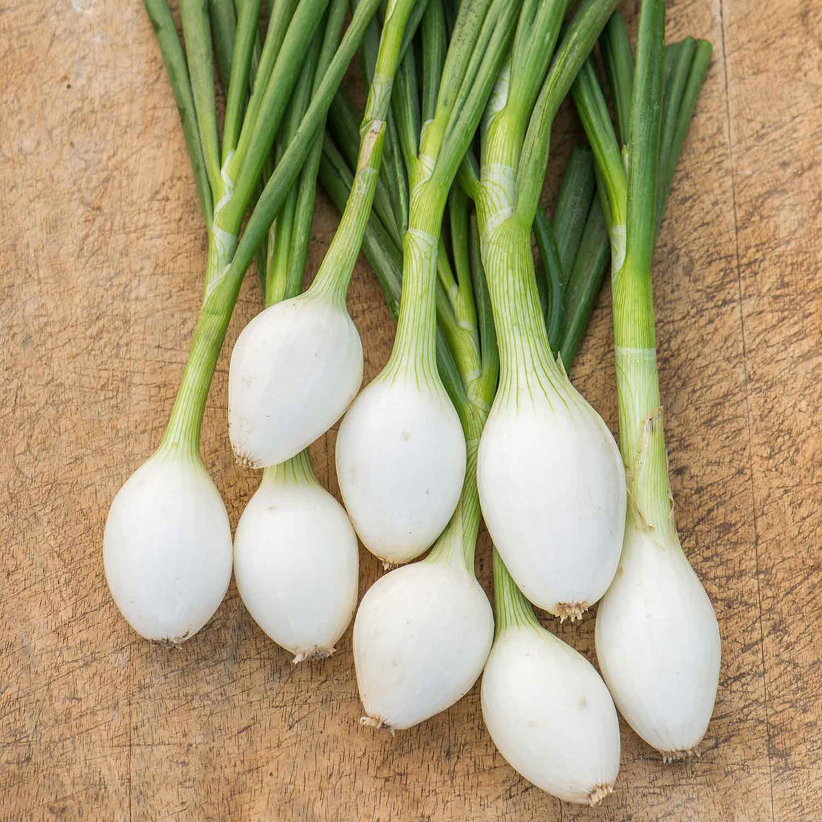 Onion 'White Star' Plants April Despatch Buy Onion Plants Online