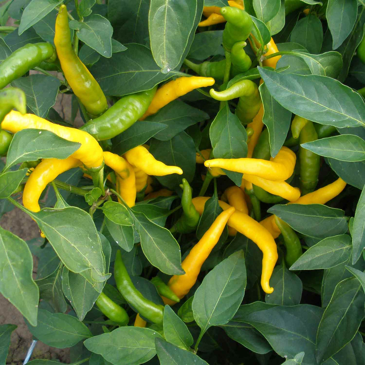 Buy Chilli Kristian Yellow 3 Plants Online Marshalls Marshalls