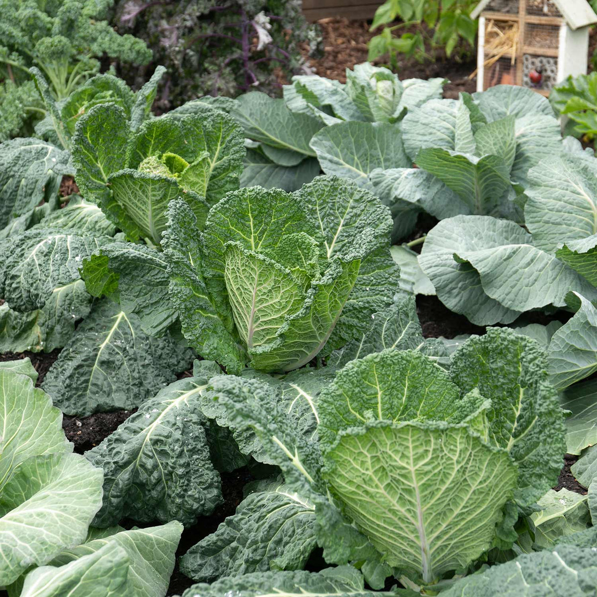 Cabbage Savoy Serpentine 12 Plants Buy Cabbage Plants Online