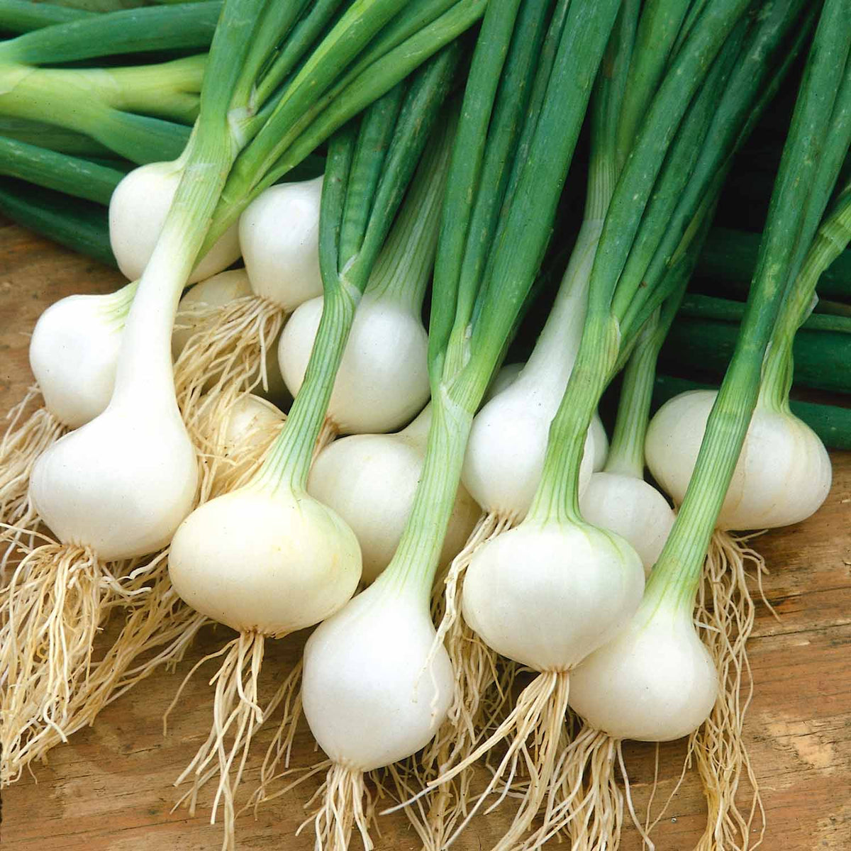 Onion 'Pickle Paris' Silverskin Plants April Despatch Buy Onion