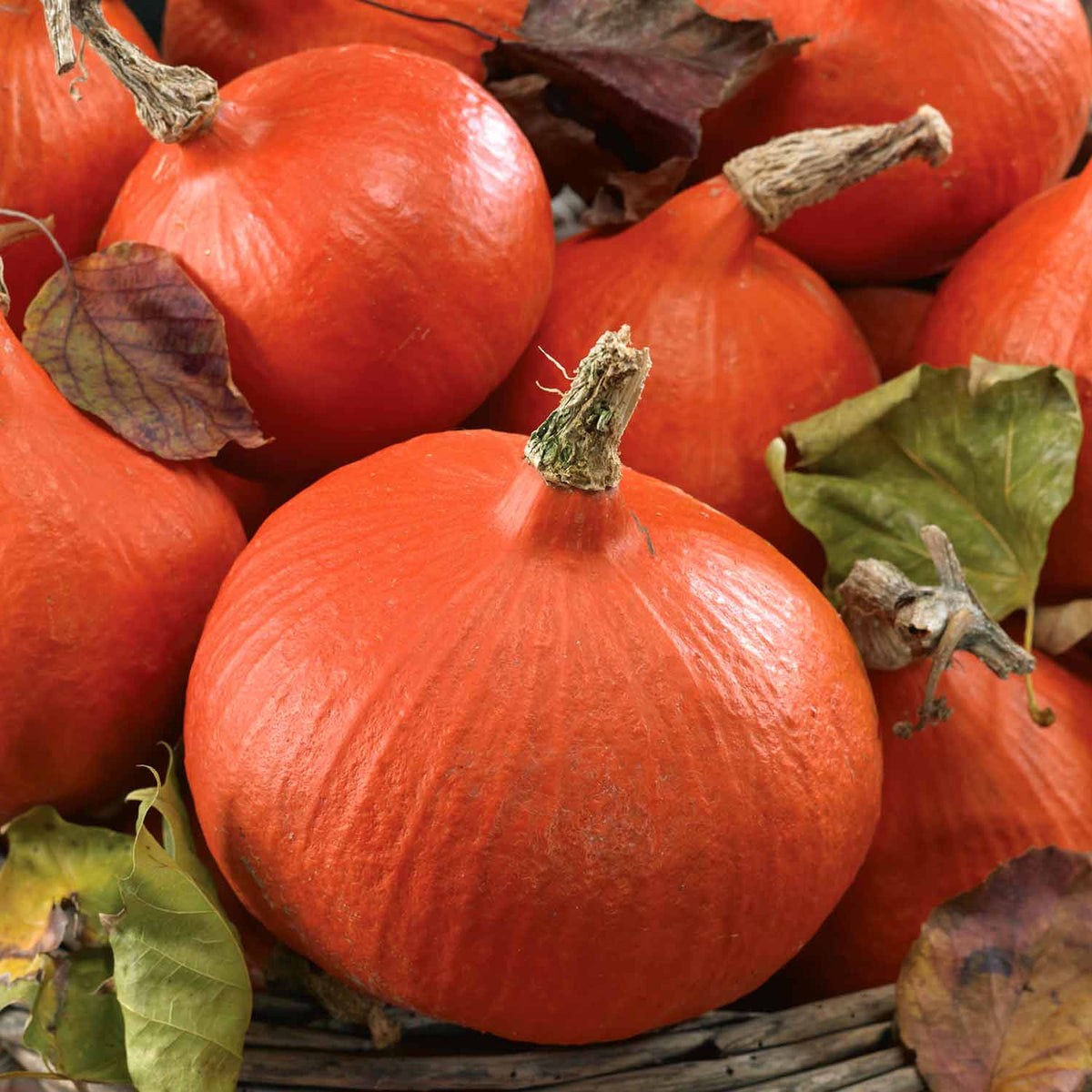 Squash Chefs Collection 3 Plants Buy Squash Plants Online Squash