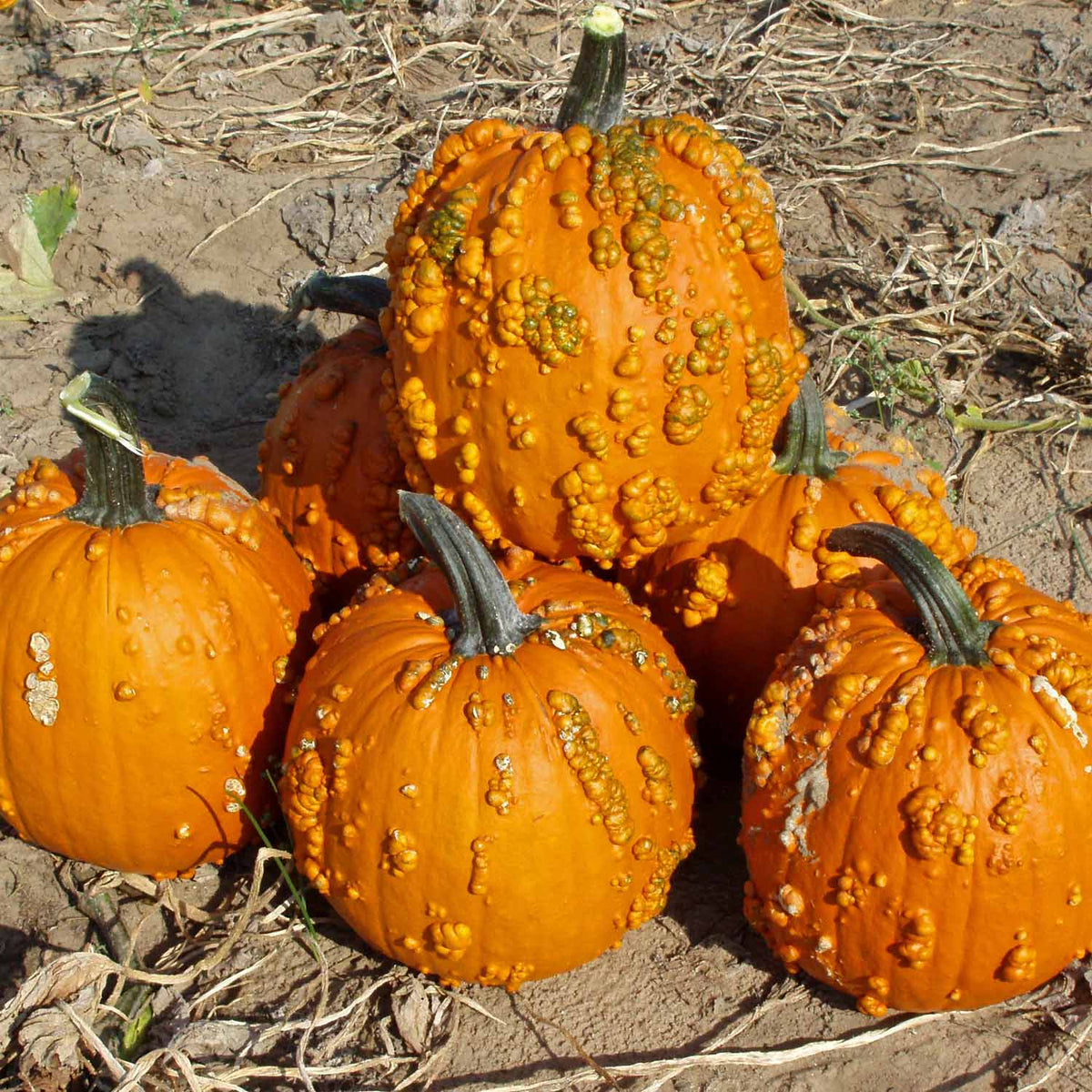 Pumpkin 'Goosebumps' 3 Super Plugs Buy Pumpkin Plants Online
