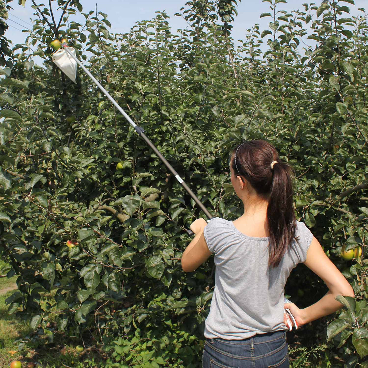 Telescopic Fruit Picker Buy Fruit Picker Online Fruit Picker for Sale Marshalls Garden