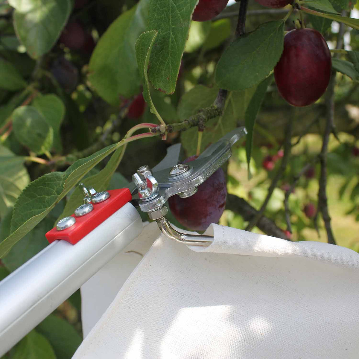 Telescopic Fruit Picker Buy Fruit Picker Online Fruit Picker for Sale Marshalls Garden
