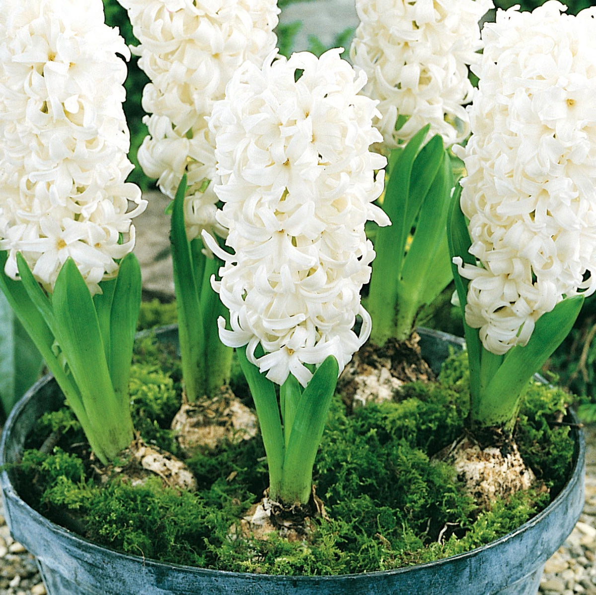 Hyacinth White Pearl Indoor (prepared) Hyacinth bulb Buy Hyacinth
