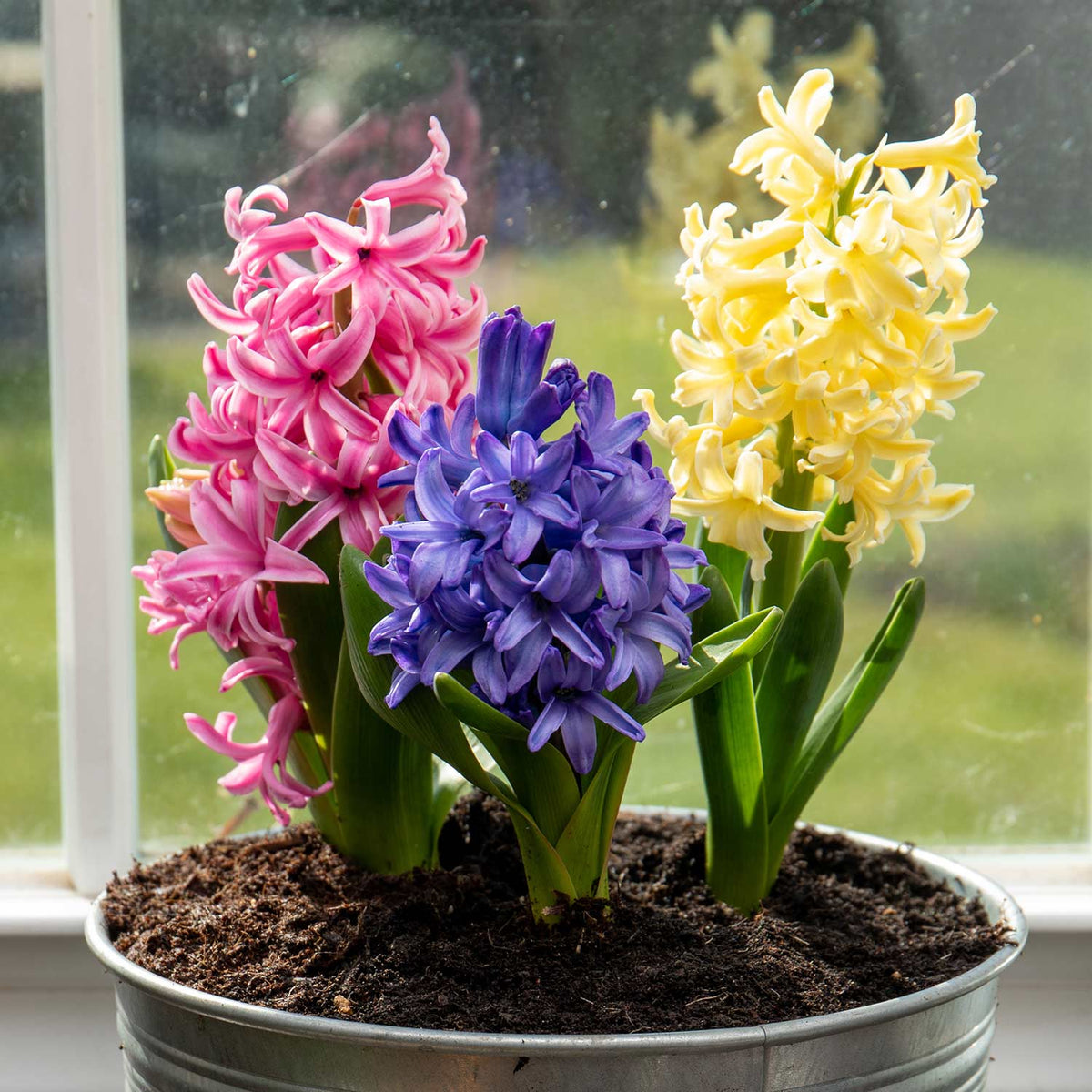 Hyacinth Delft Blue Indoor (prepared) Hyacinth Bulbs Buy Hyacinth