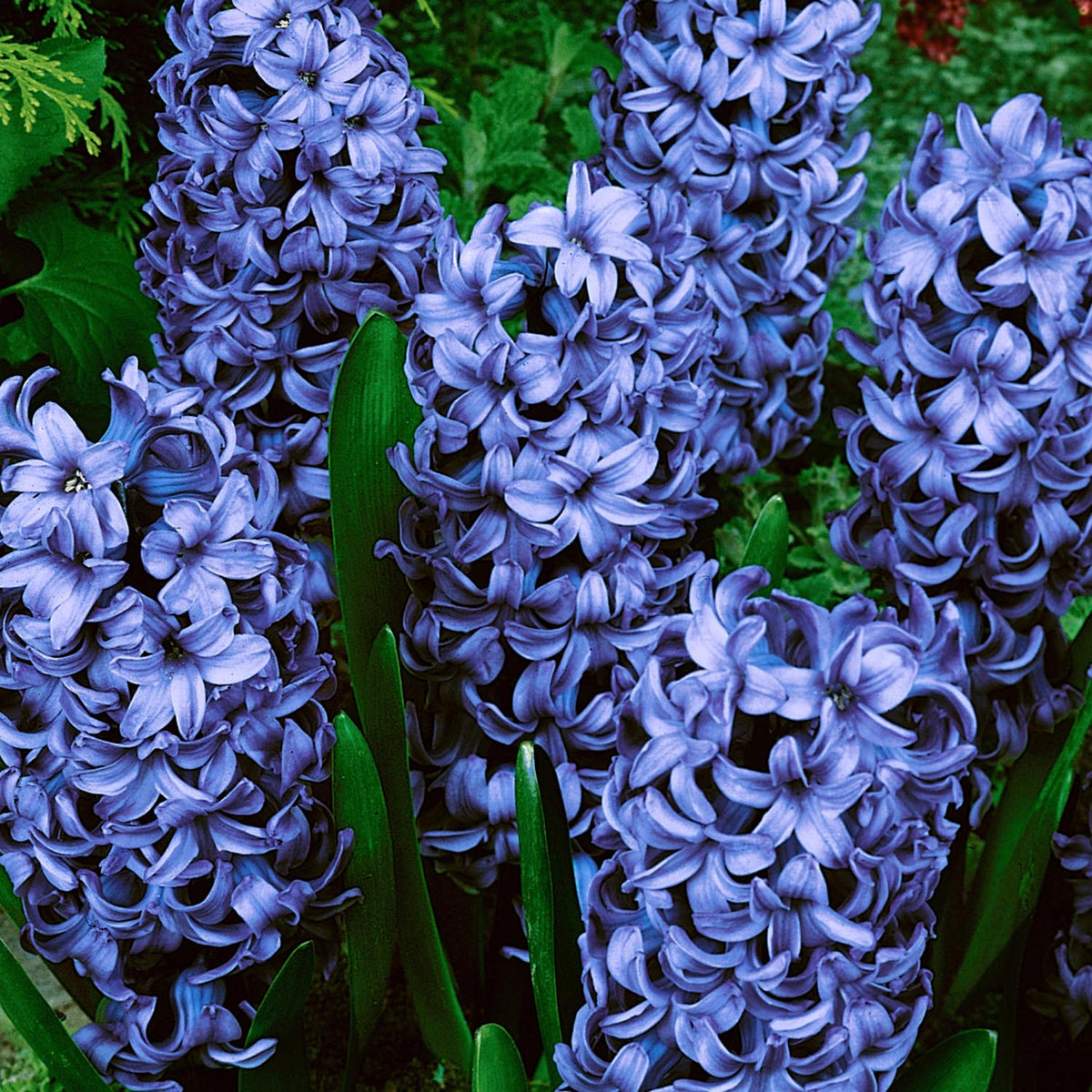 Hyacinth Delft Blue Indoor (prepared) Hyacinth Bulbs Buy Hyacinth