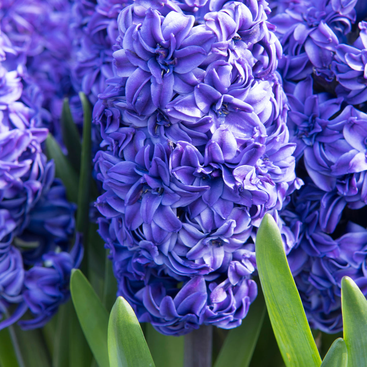Hyacinth 'Royal Navy' 6 Bulbs Buy Hyacinth Bulbs Online Hyacinth