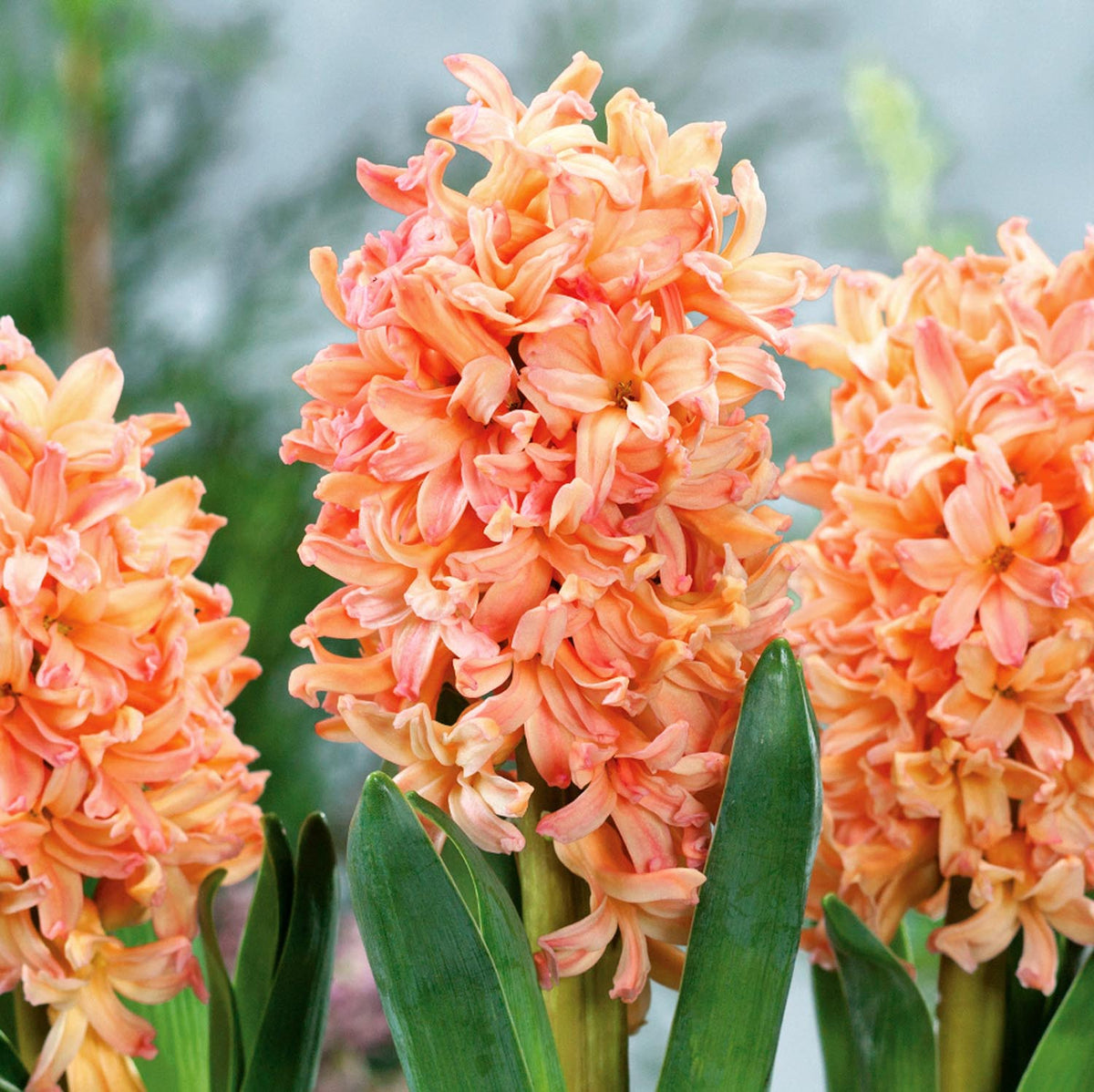 Hyacinth 'Gypsy Queen' (Heirloom) 6 Bulbs Buy Hyacinth Bulbs Online