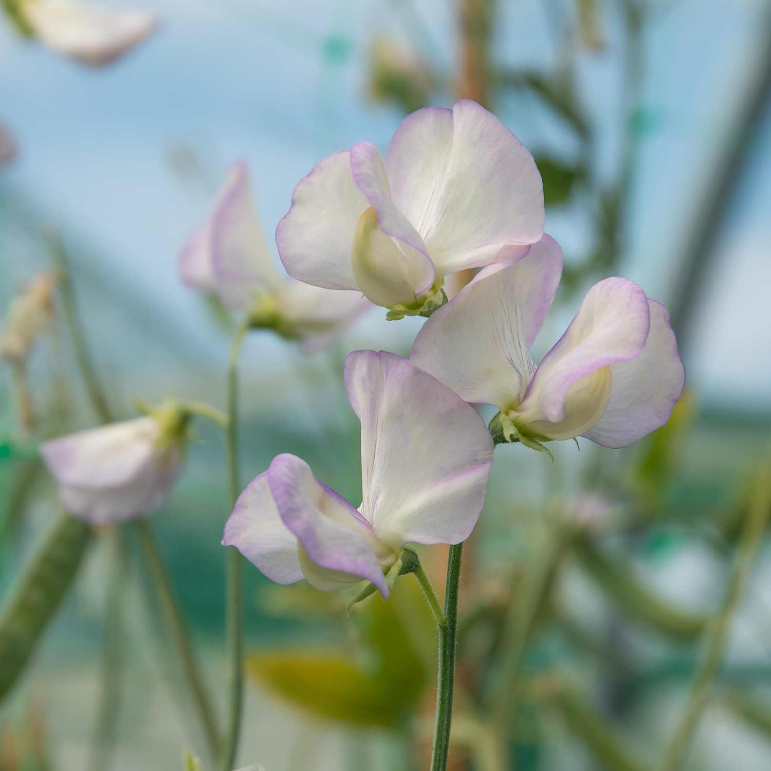 flower seeds april Sweet Pea Seeds 'April In Paris'