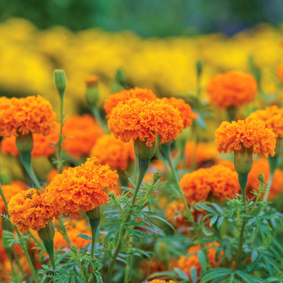 Marigold Seeds 'Hot Stuff' Buy Marigold Seeds Online Marigold Seeds