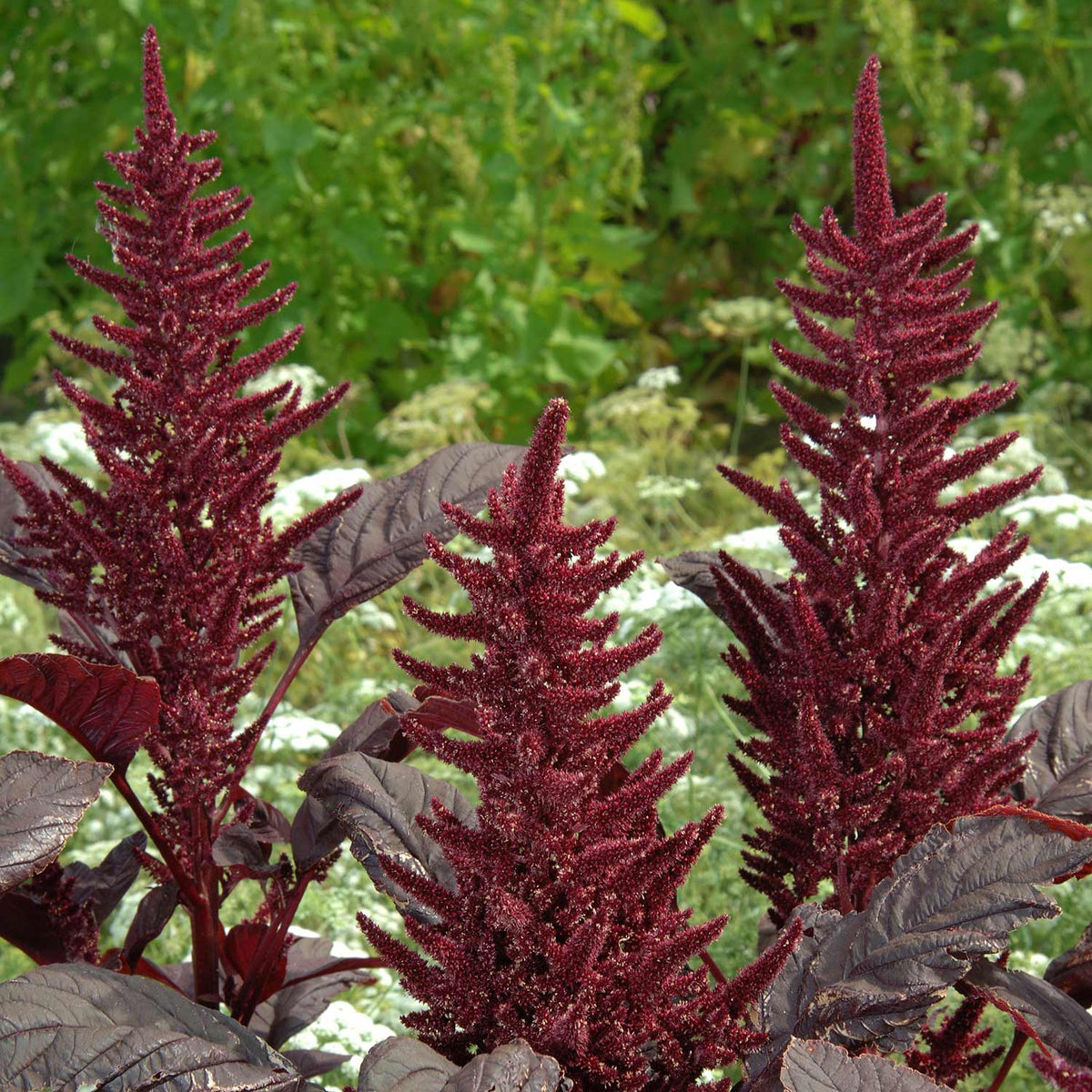 Amarathus Seeds ‘Velvet Curtains’ | Buy Amaranthus Seeds Online