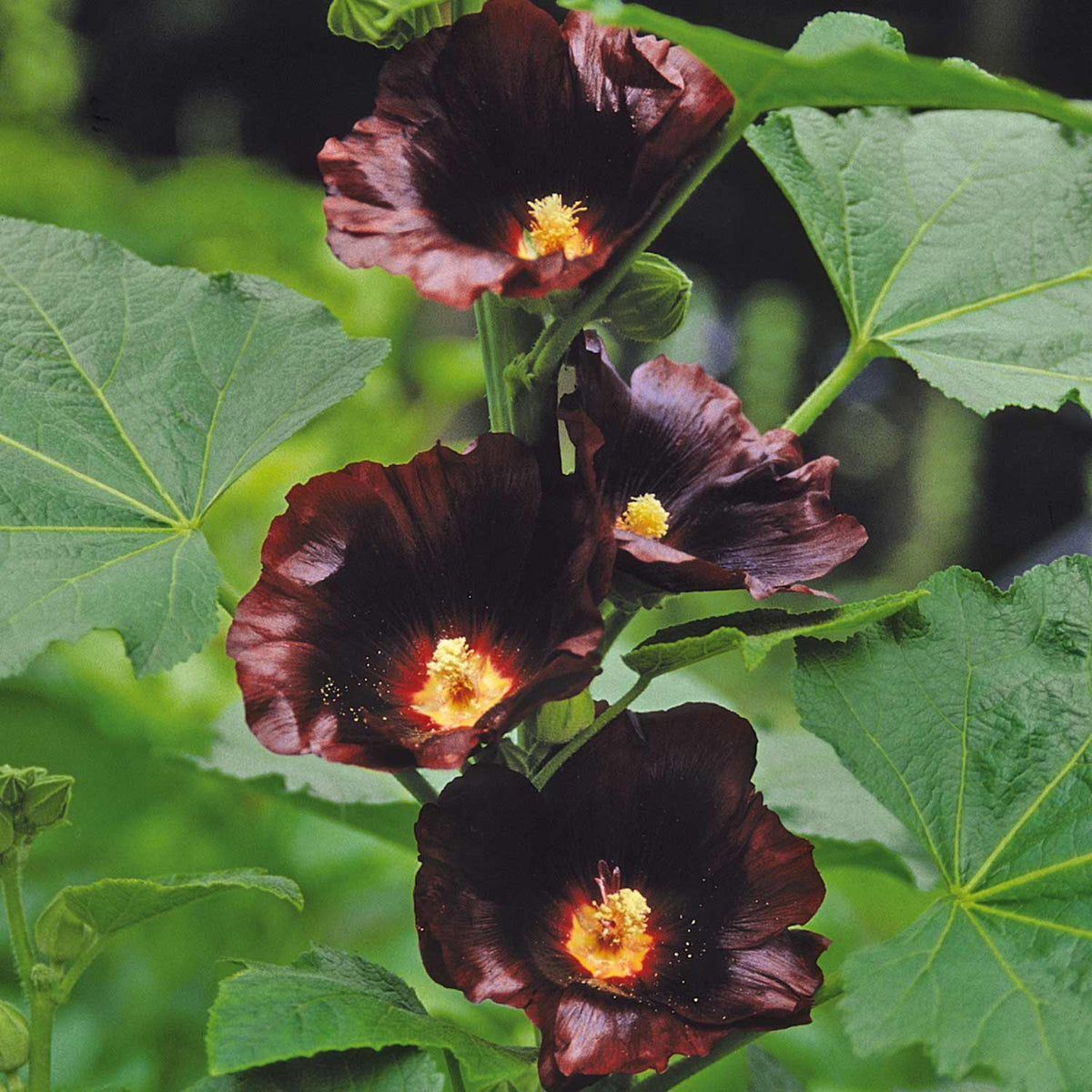Black Hollyhock Seeds (Alcea rosea) - Seed Needs – Seed Needs LLC