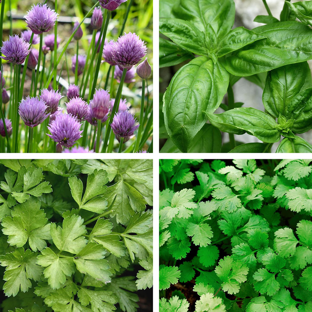 Herb Seeds Collection Buy Herb Seeds Online Herb Seeds for Sale