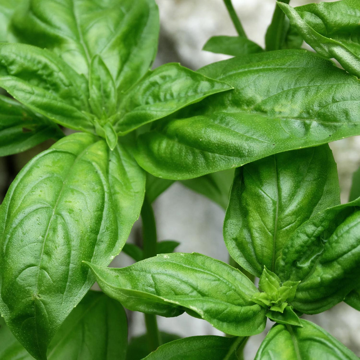 BASIL Italian Large Leaf Buy Online At Seeds Of Plenty 53 OFF