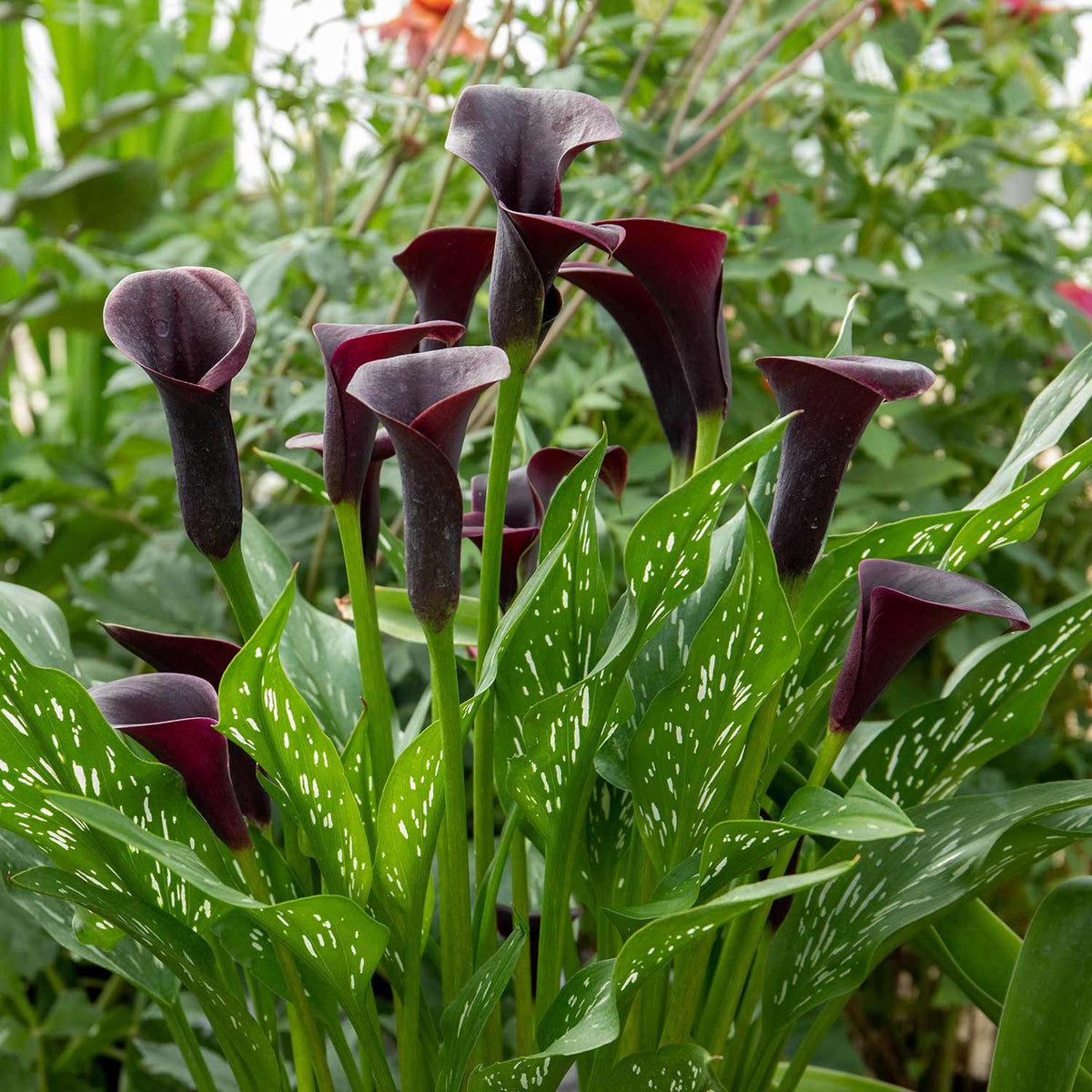 Zantedeschia Bulb 'Black' Buy Zantedeschia Bulb Online Zantedeschia