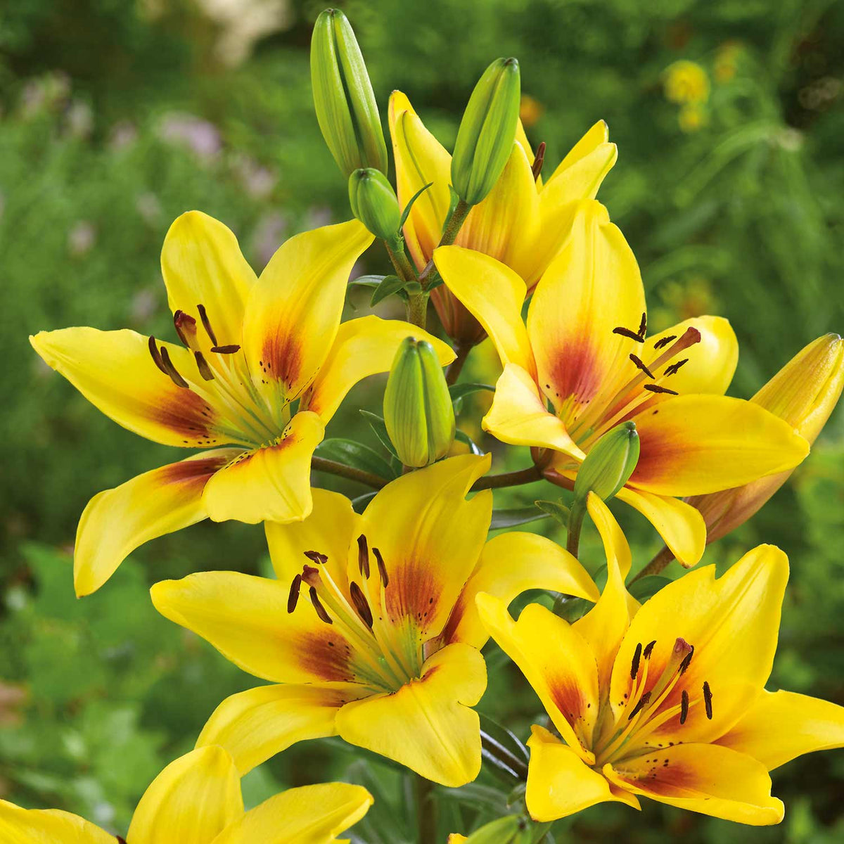 Lily 'Grand Cru' 5 Bulbs Buy Lily Bulbs Online Lily Bulbs for
