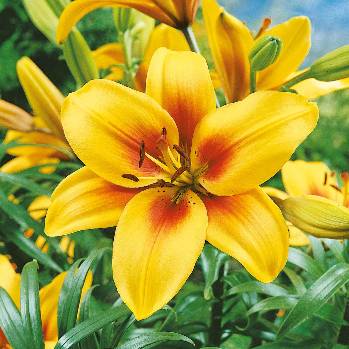 Lily 'Grand Cru' 5 Bulbs Buy Lily Bulbs Online Lily Bulbs for