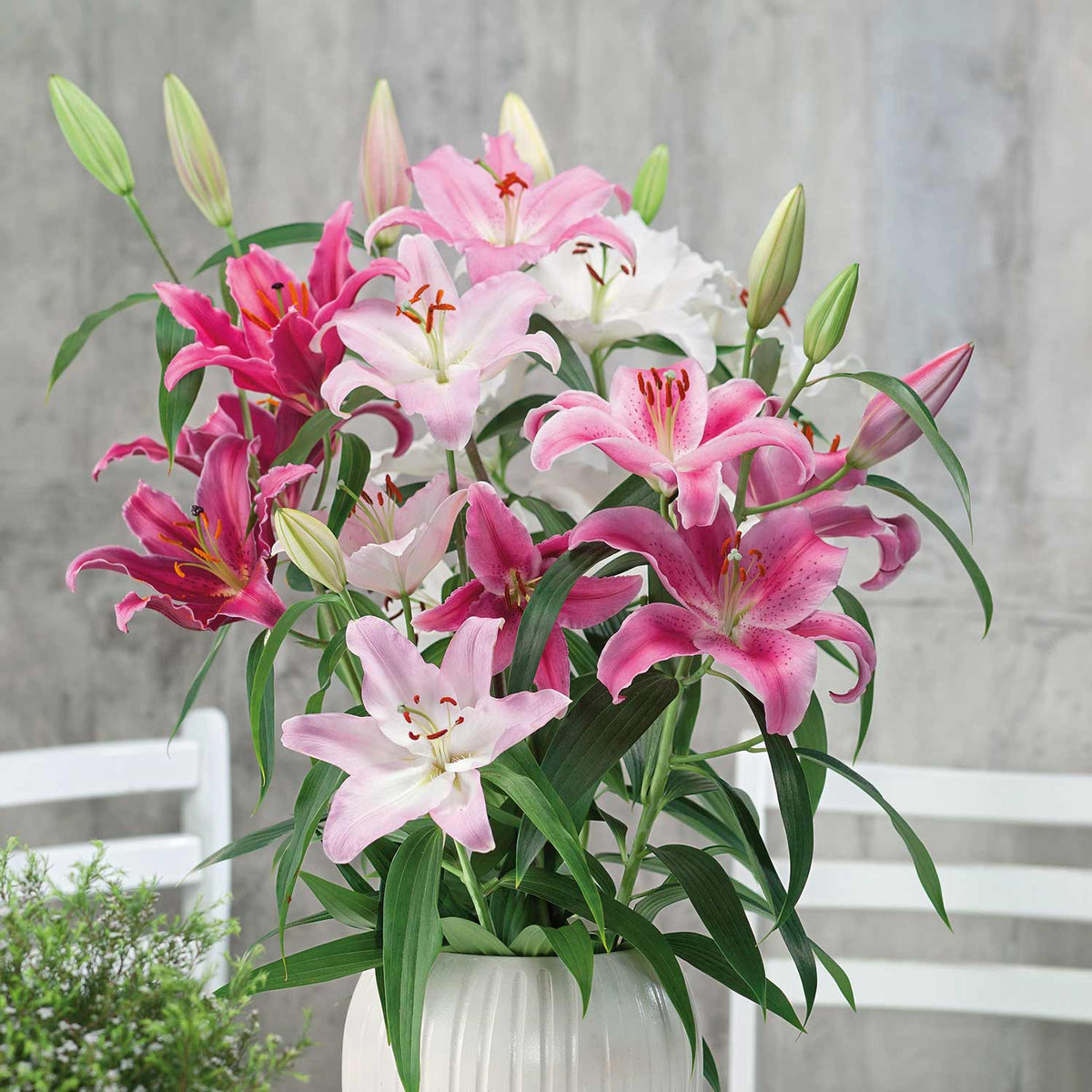 Pretty Pink Lily Collection, Oriental Lilies for Sale
