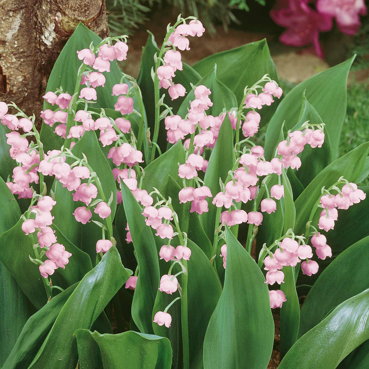 Lily of the valley, Fragrant Flowers, Shade-Loving Plant, Lily Of The  Valley 