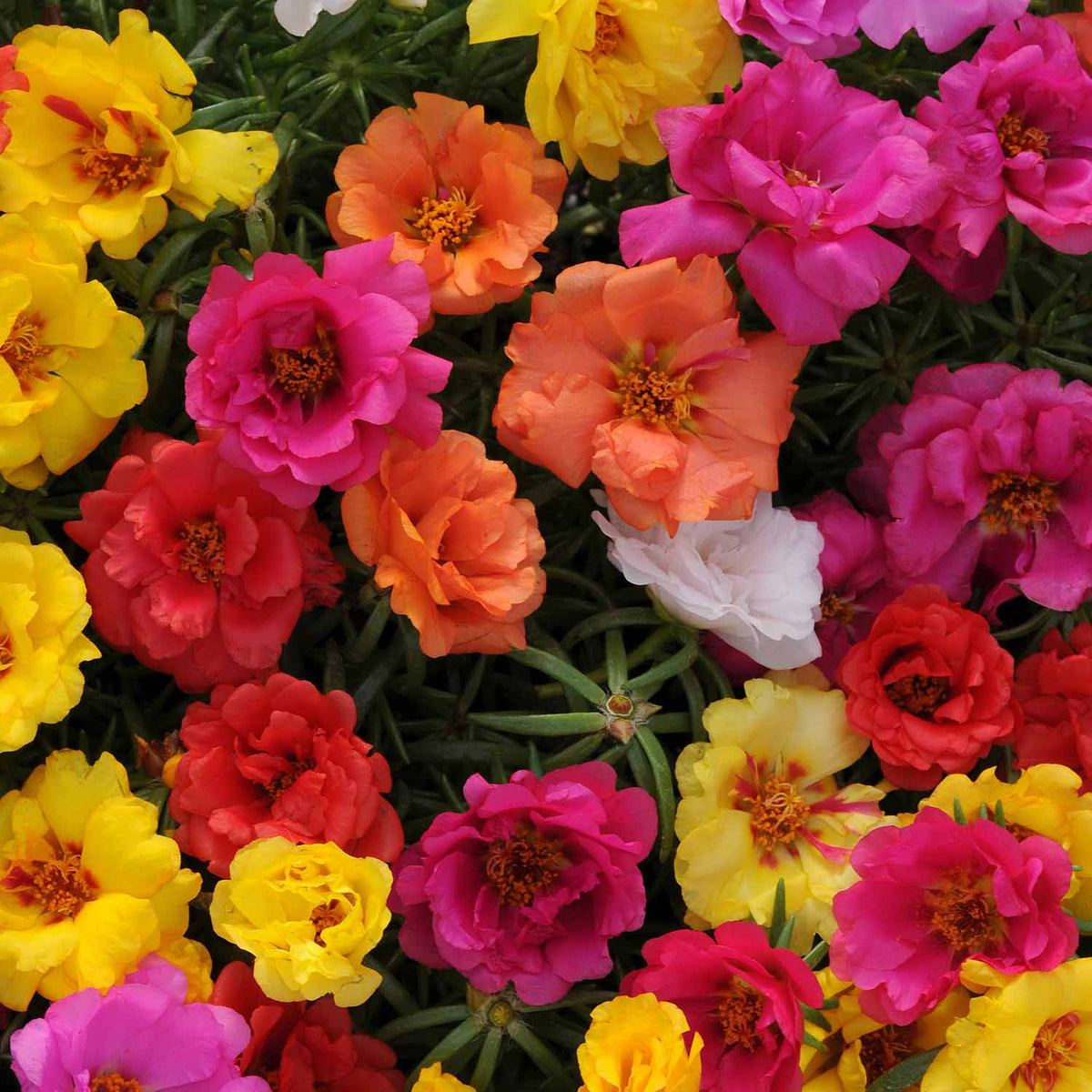 Portulaca 'Happy Hour F1 Mixed' 12 Garden Ready Plants Buy