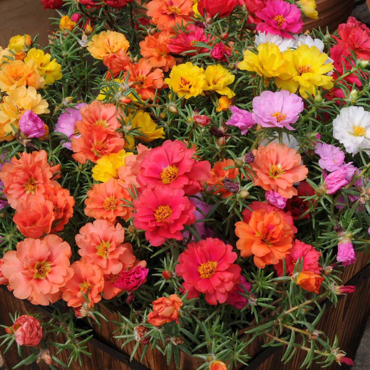Portulaca 'Happy Hour F1 Mixed' 12 Garden Ready Plants Buy