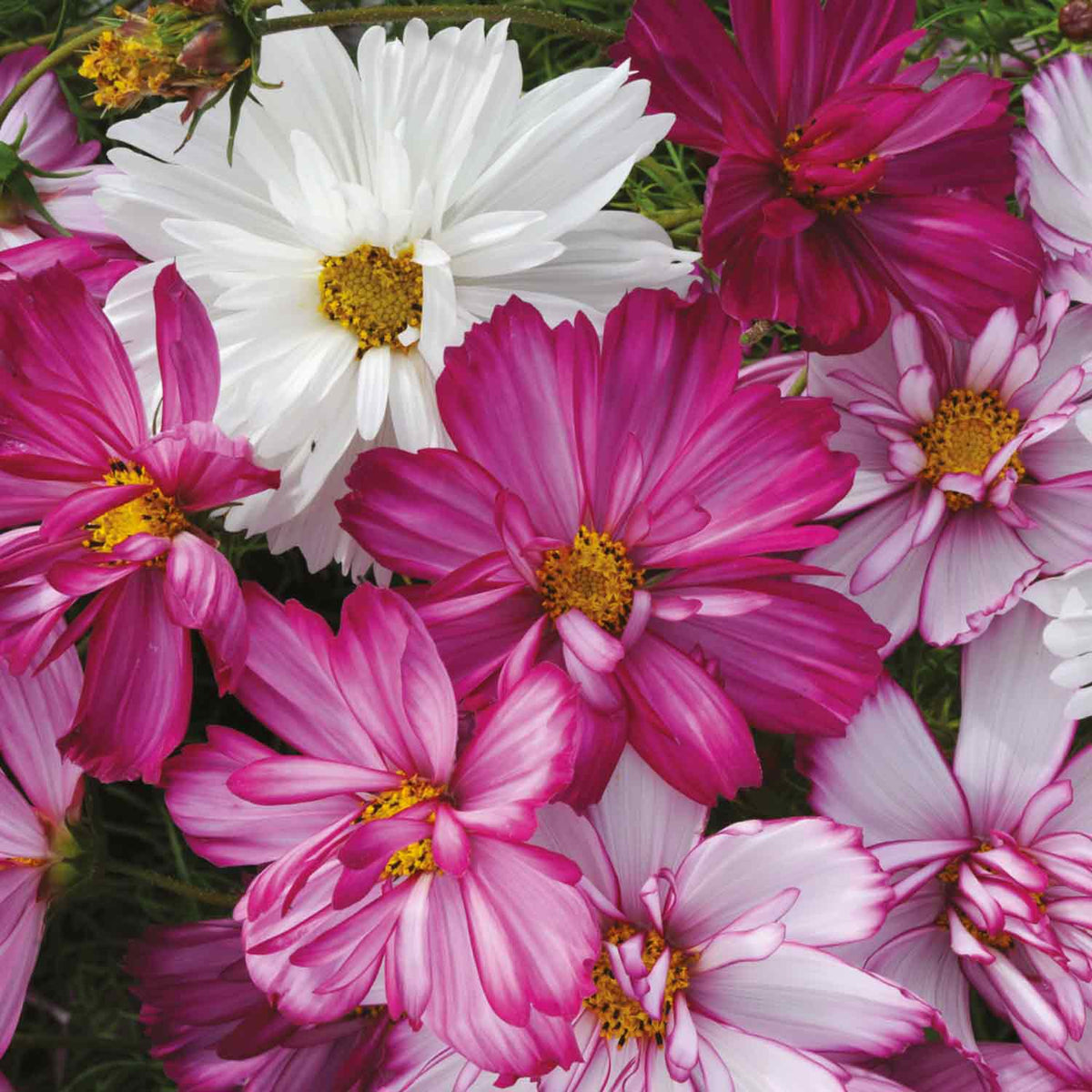 Marshalls Seedling Bedding Selection 120 Plants Buy Seedling