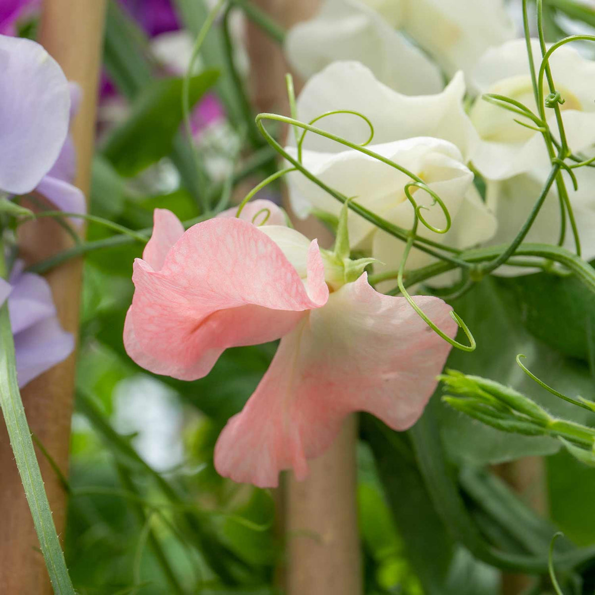Sweet Pea Plant 'Flower Arranger's Blend' 12 x Plug Plants Buy