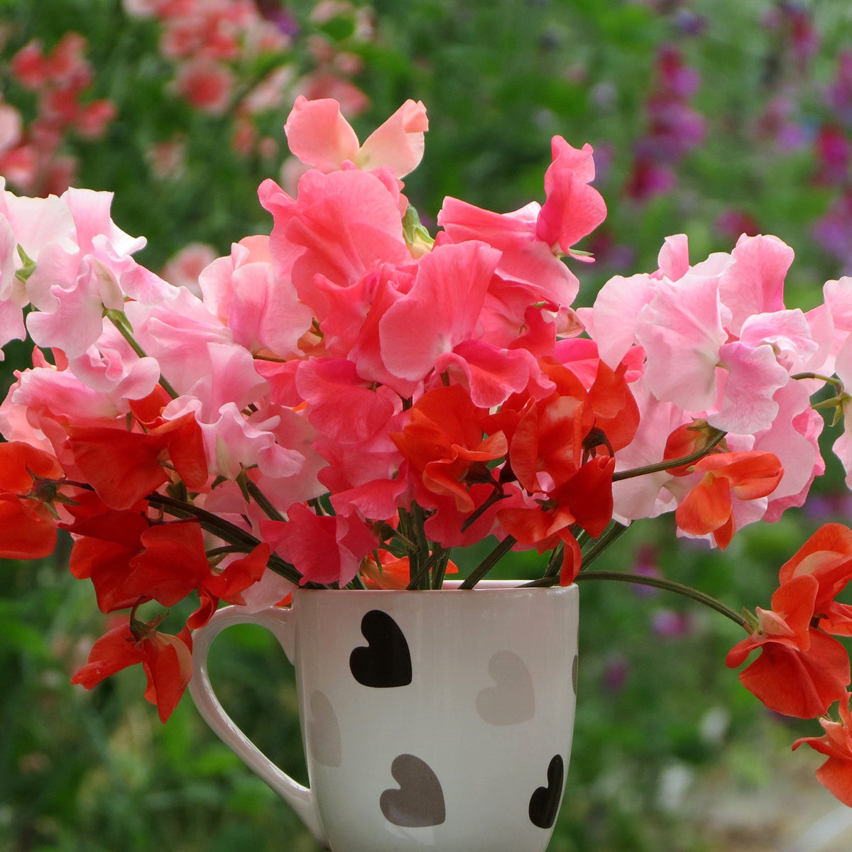 Sweet Pea Plant 'Peach Melba' 12 x Plug Plants Buy Sweet Pea Plants