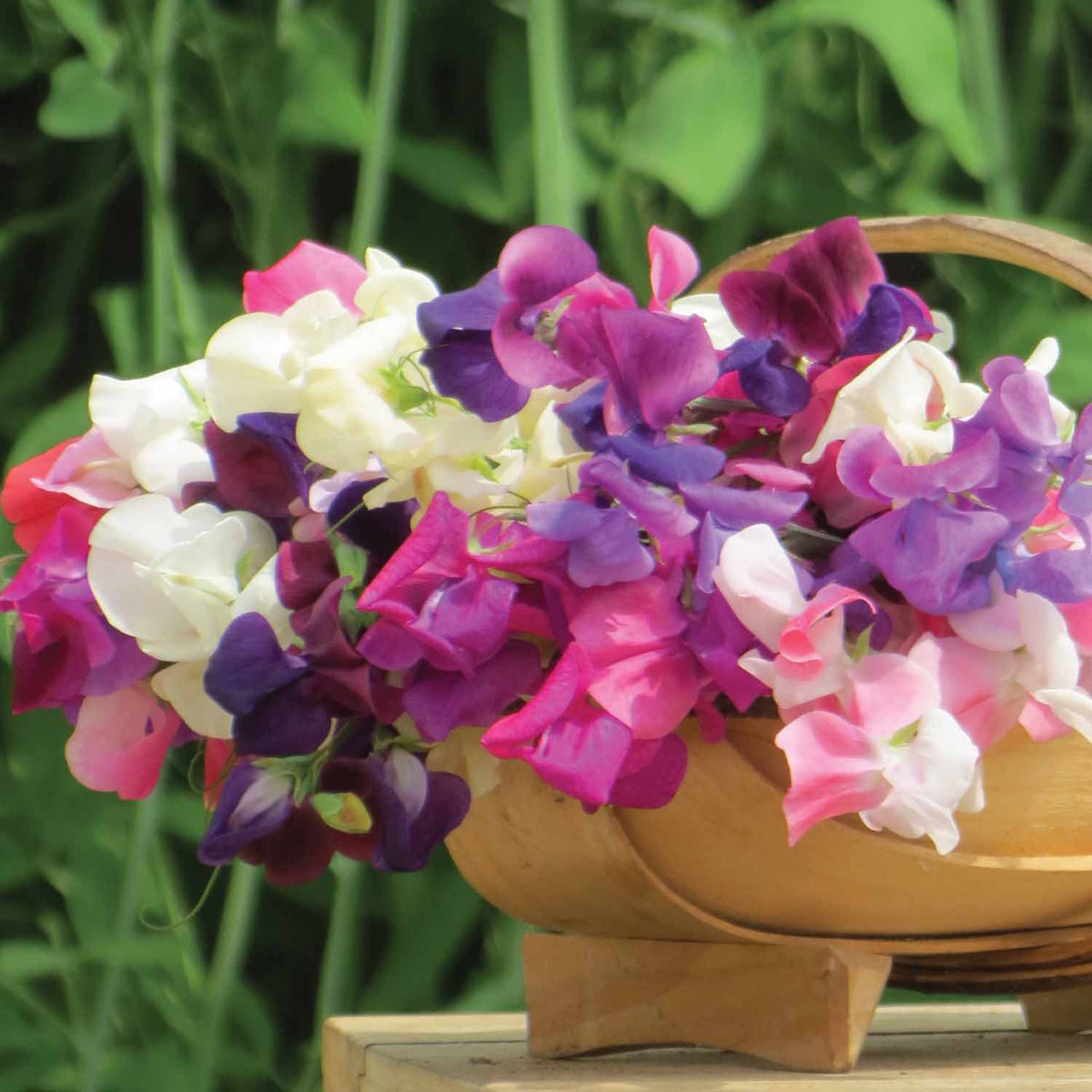 Sweet Pea Plants 'Unwins Signature Blend' 12 x Plug Plants Buy