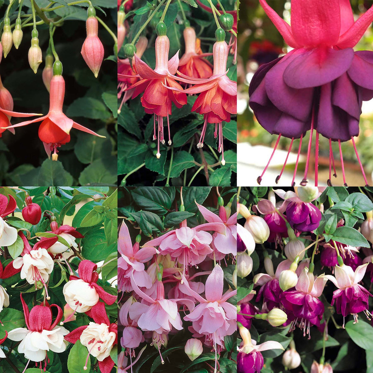 Fuchsia Plant 'Marshalls Selection' 12 x Super Plug Plants Buy