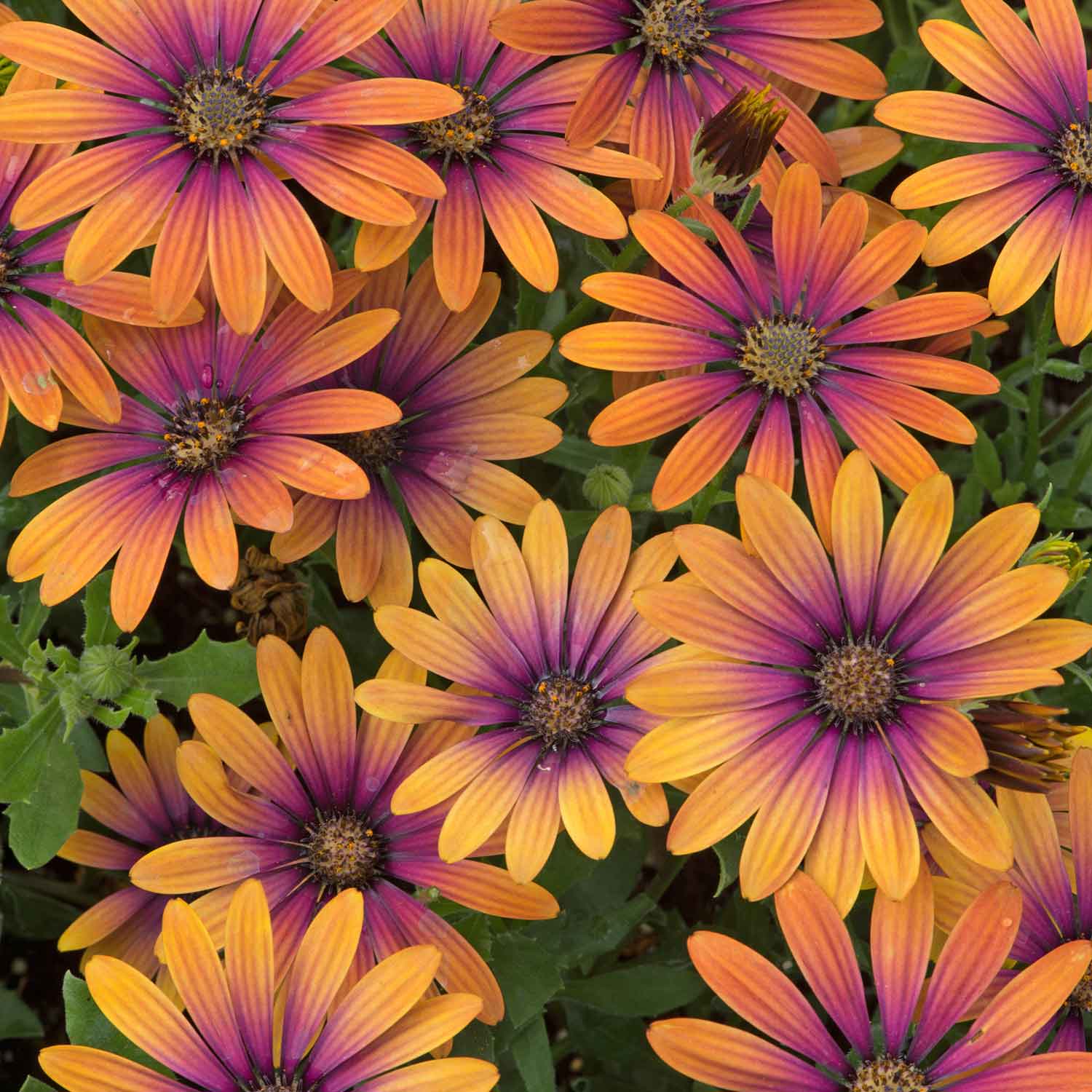 Osteospermum Plant Flower Power Purple Sun Marshalls Garden Osteospermum Plant Flower Power Purple Sun Marshalls Garden